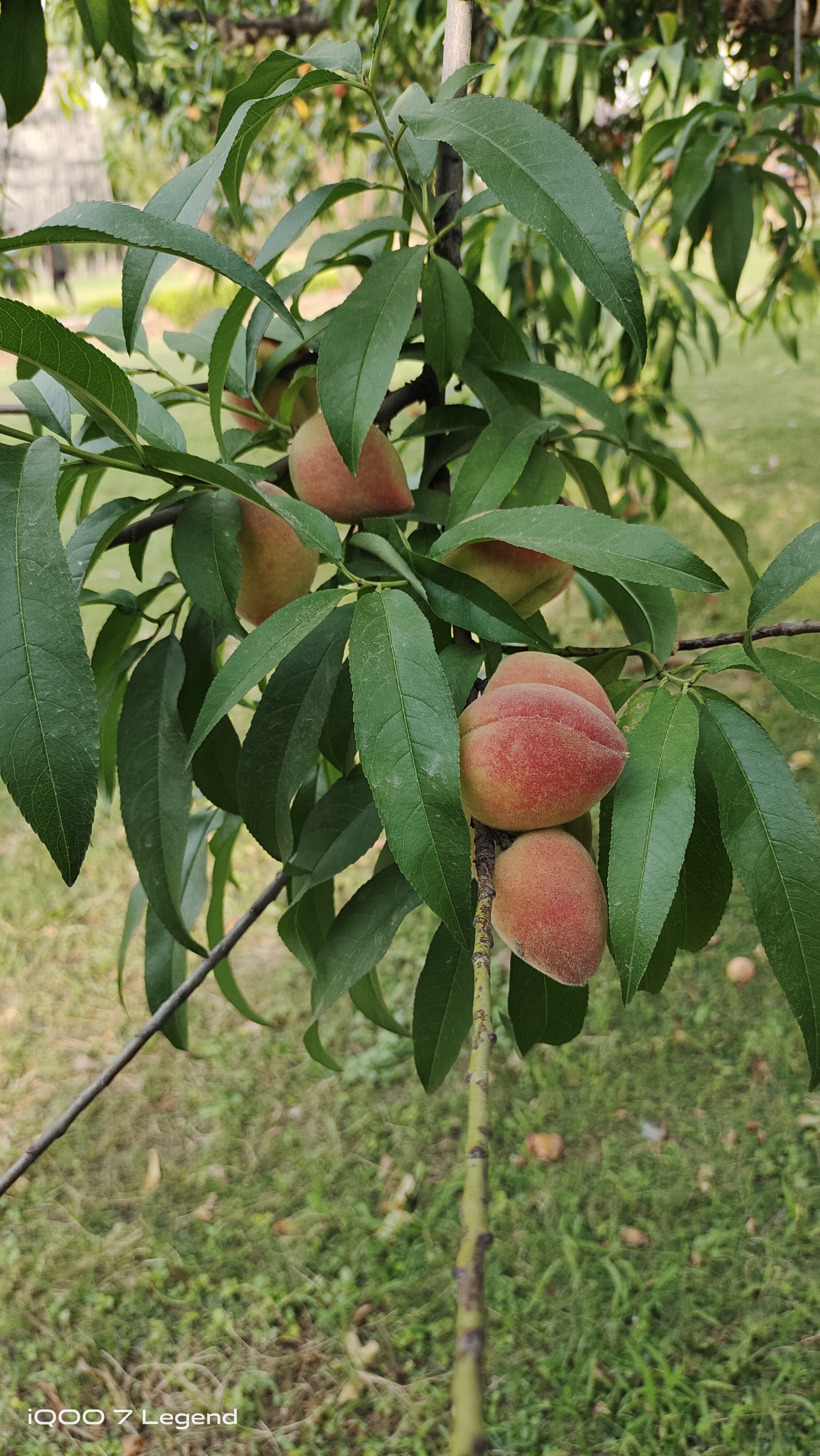 Peaches ๐ season on Peak