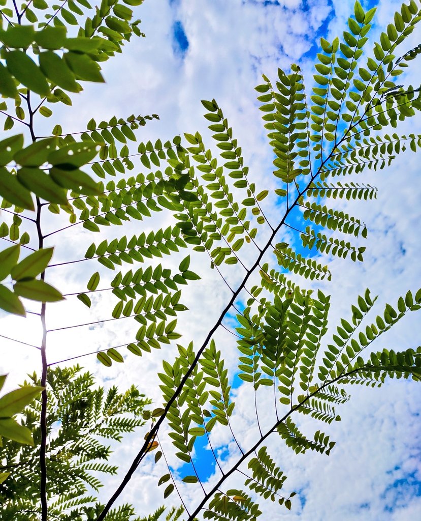 Leaf ๐ฟ || Nature lovers ๐