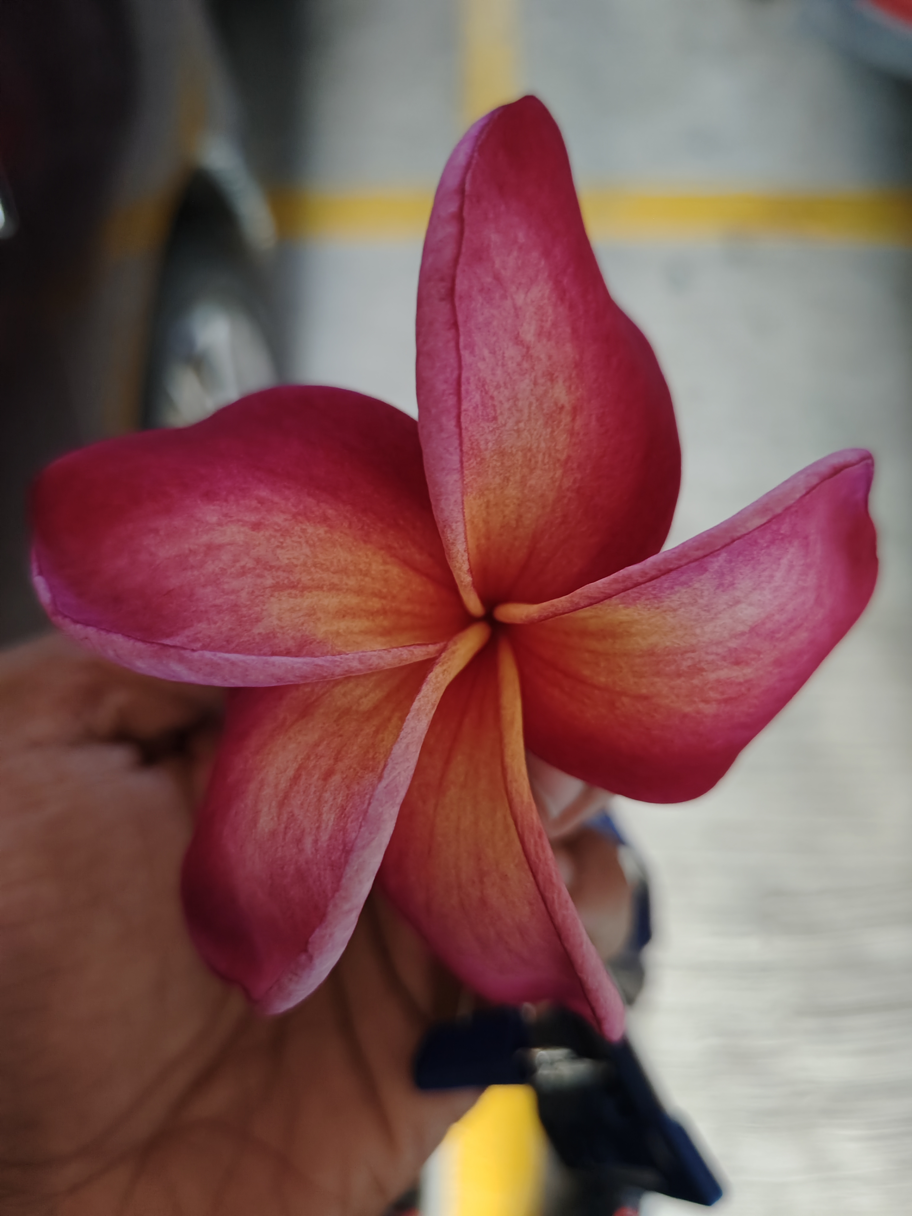 Florus Color Colours 😍