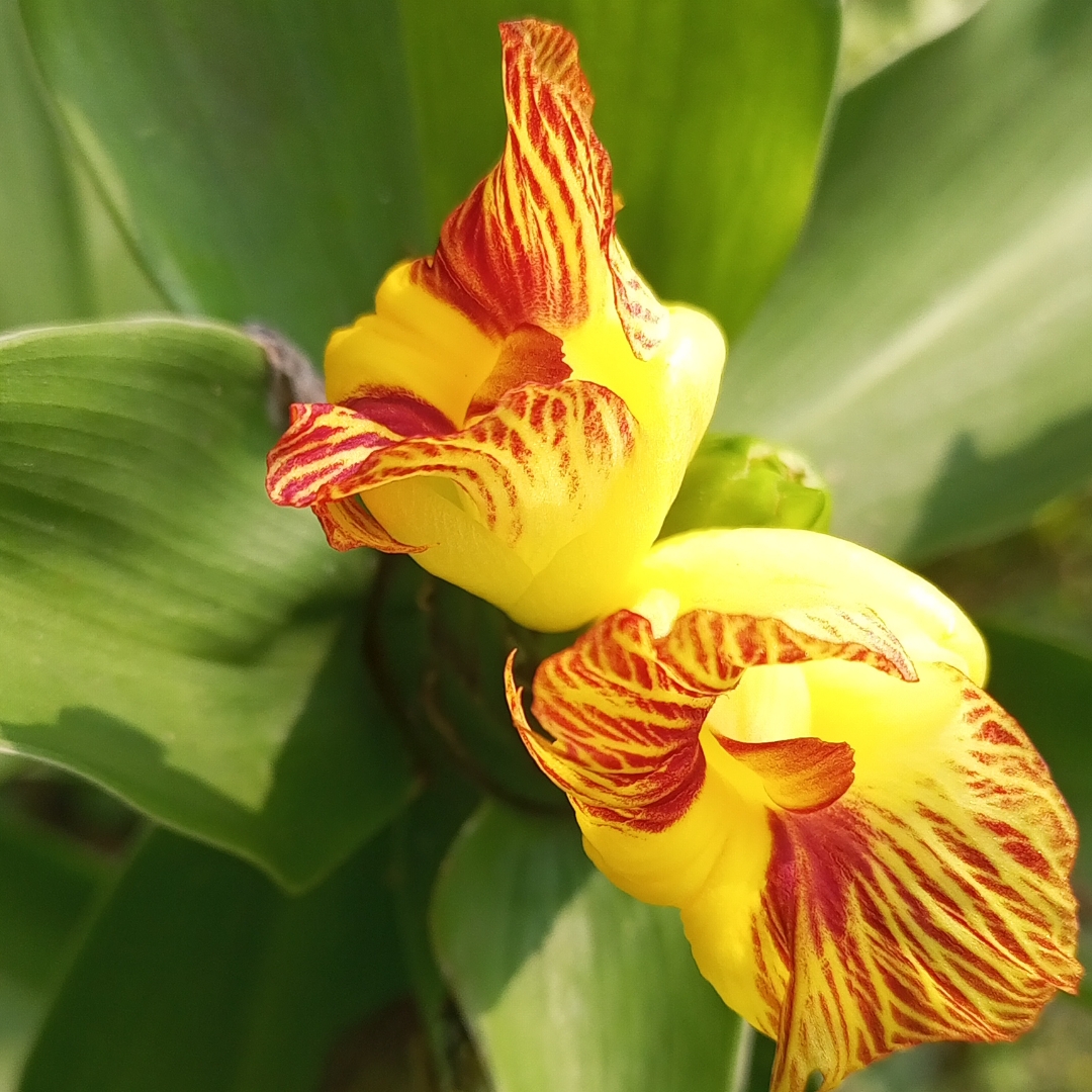 An uncommon flower of uncommon colours combination