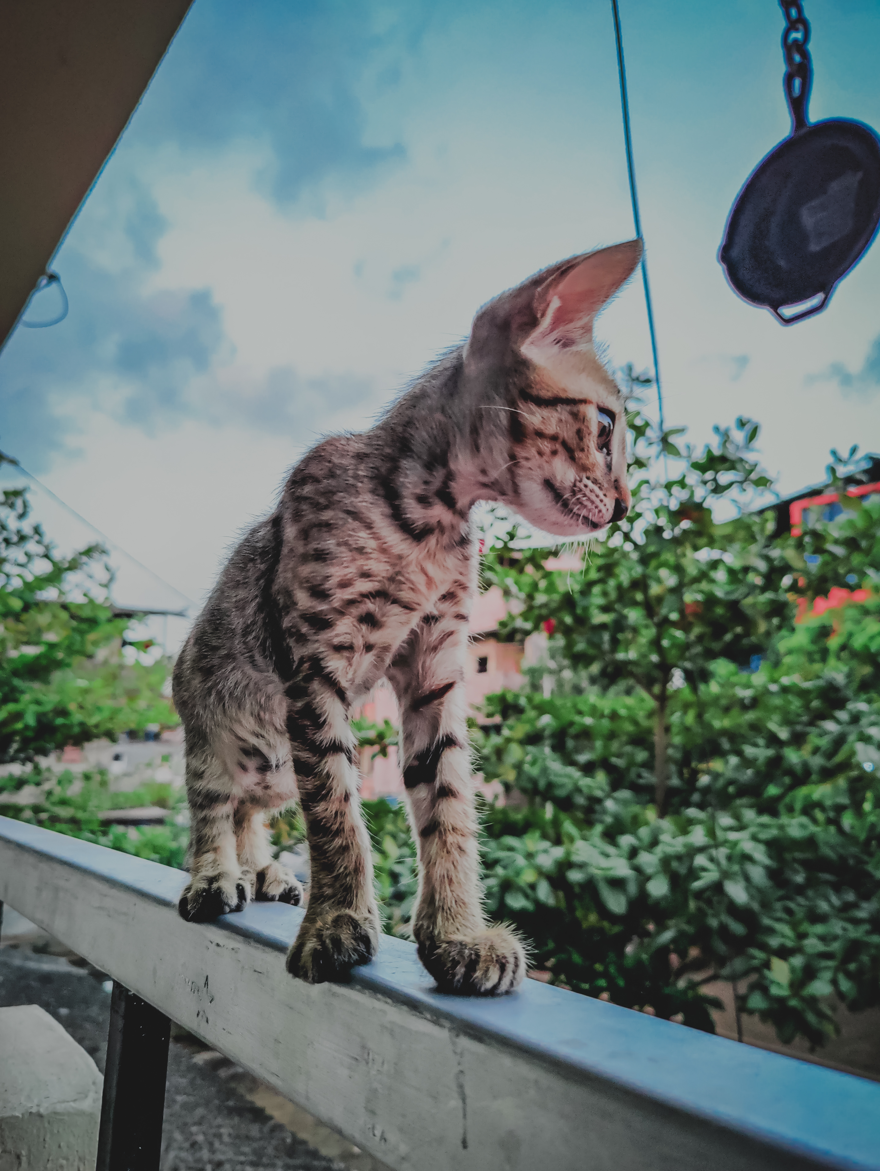 The Cat World in Random Photos 📷📸