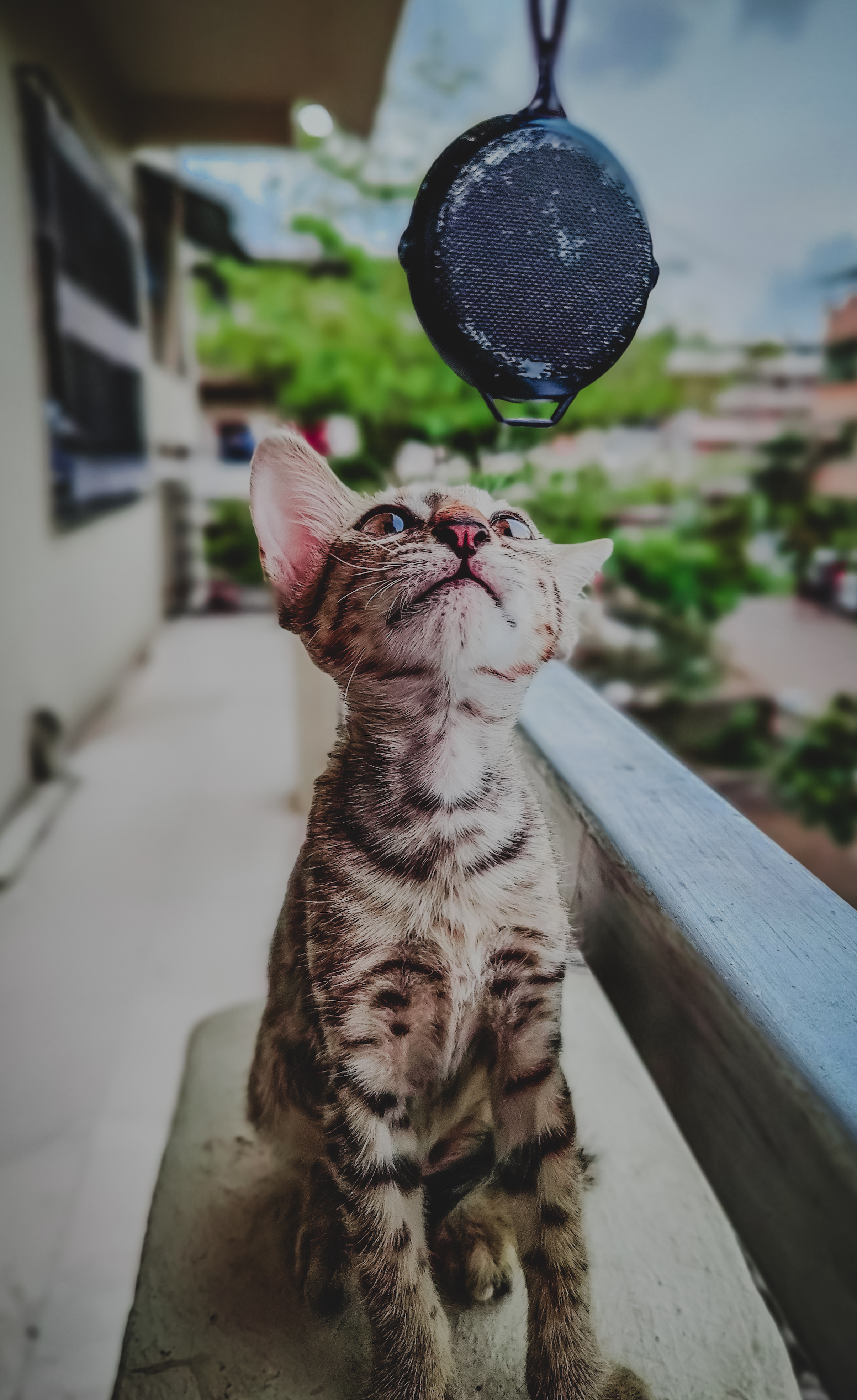 Random Cats The Cat World in Random Photos 📷📸
