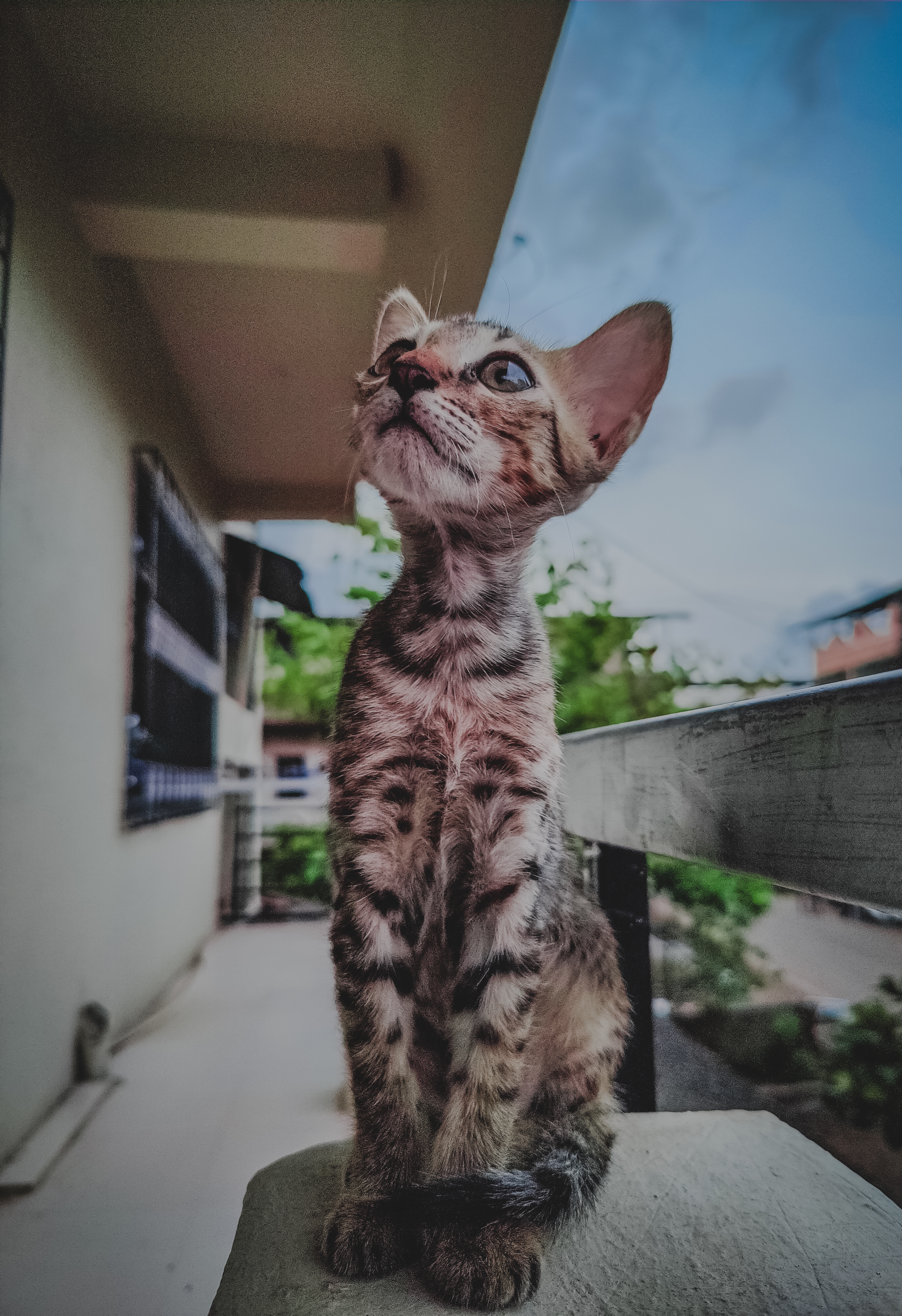 Random Image Sample Cat The Cat World in Random Photos 📷📸