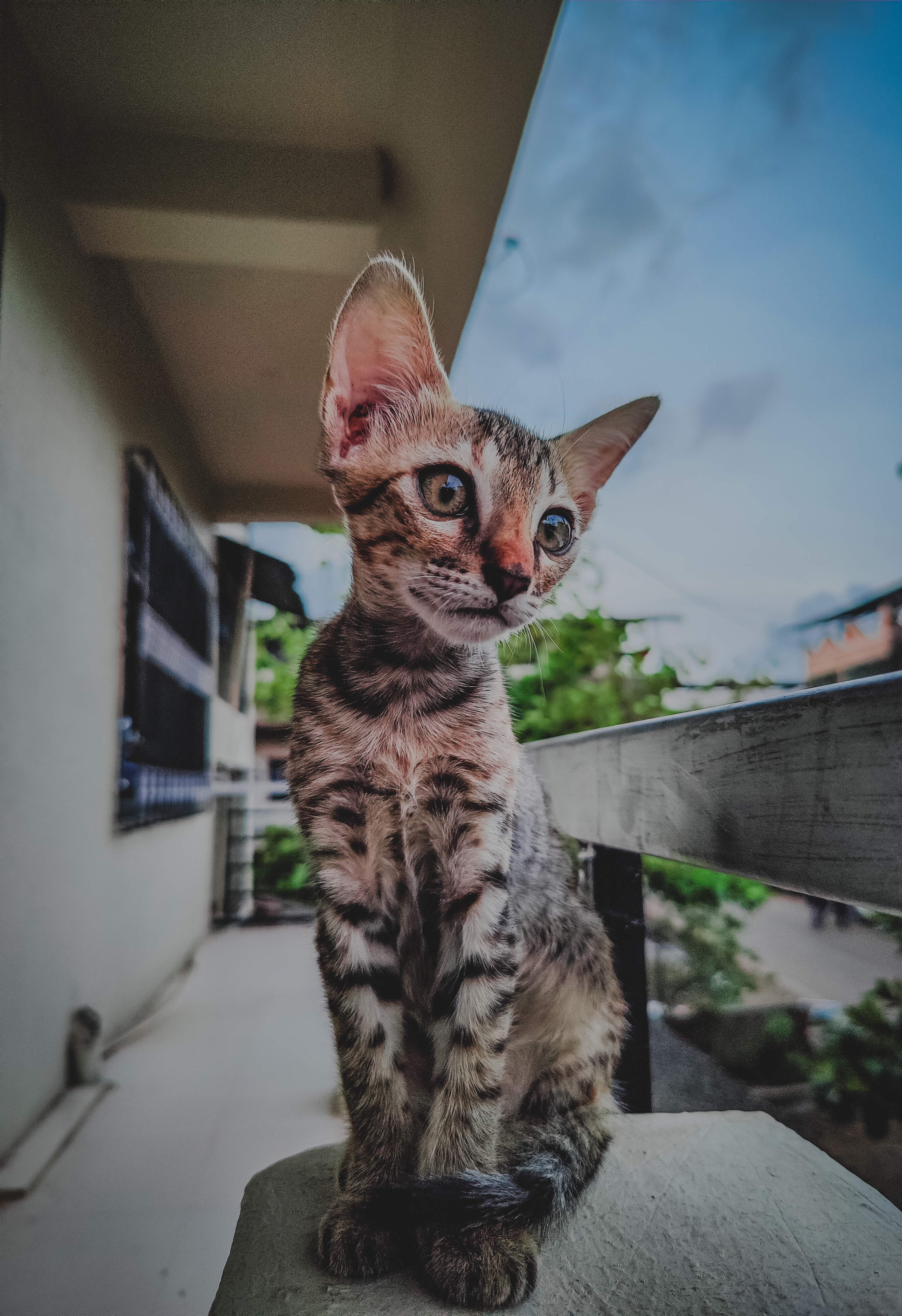 The Cat World in Random Photos 📷📸