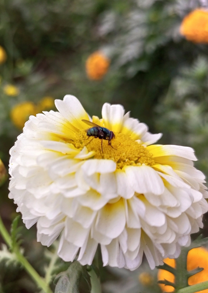 Tiin Insects Tiny insects