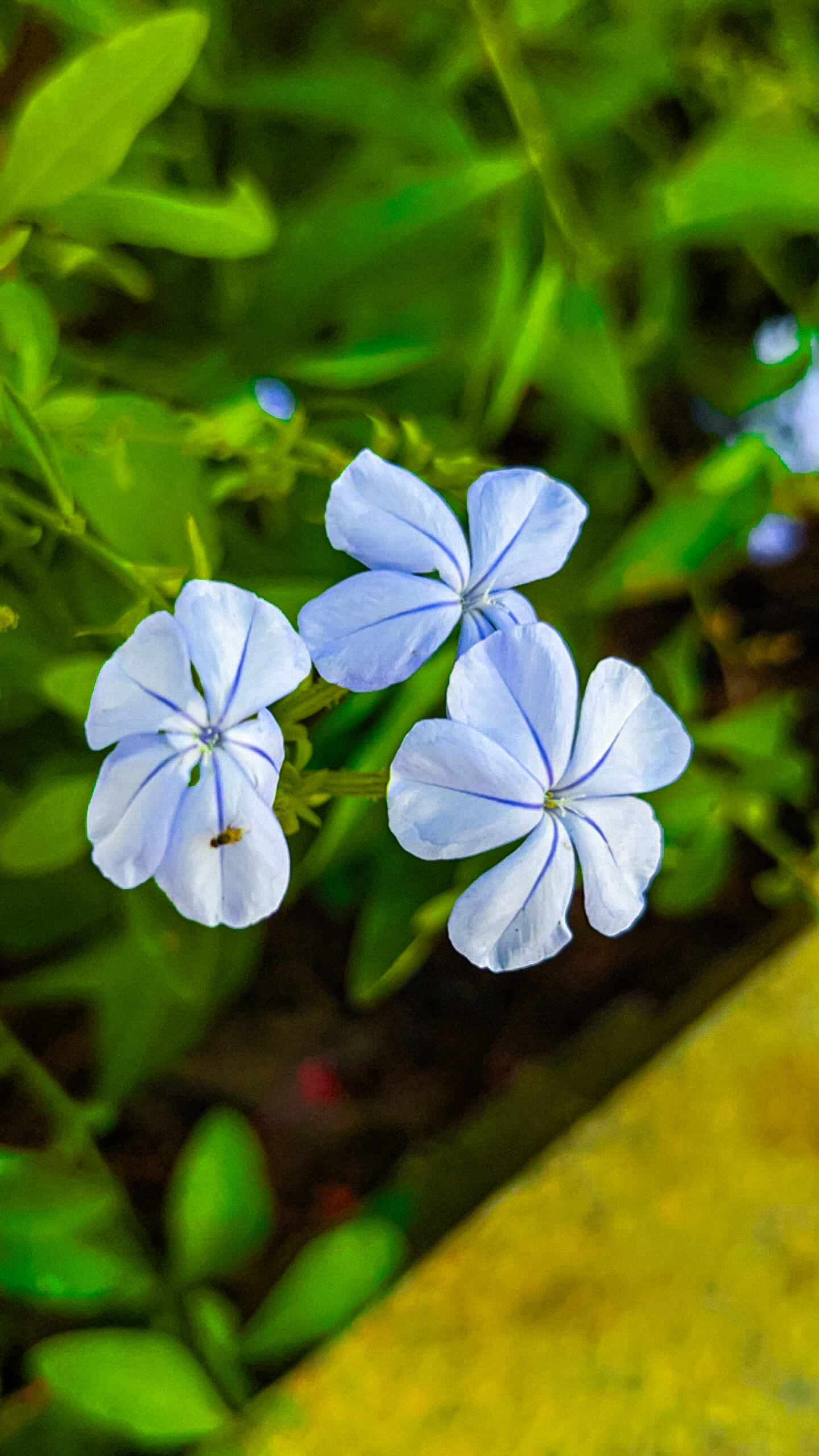 Sphagneticola trilobata🌼 and Plumbago auriculata💮