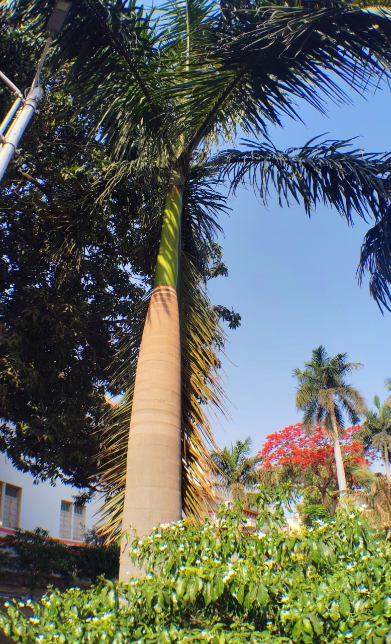 Coconut tree