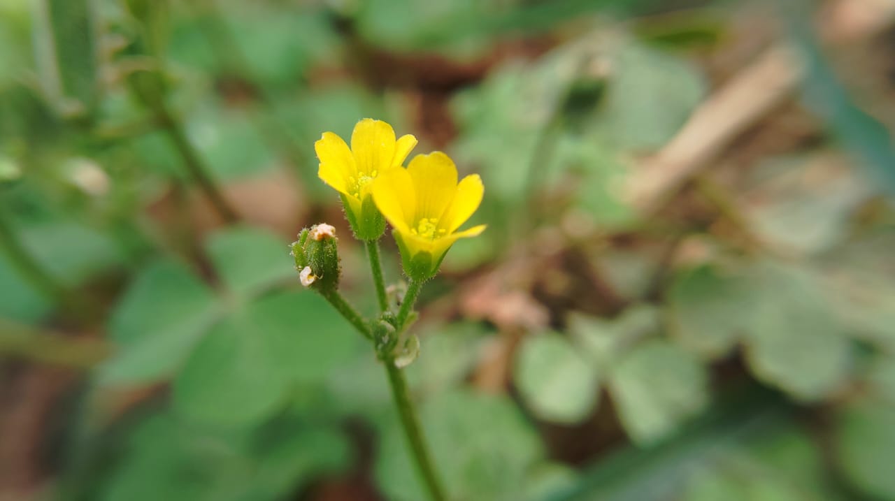 Flora - Beauty of nature (part - 5)