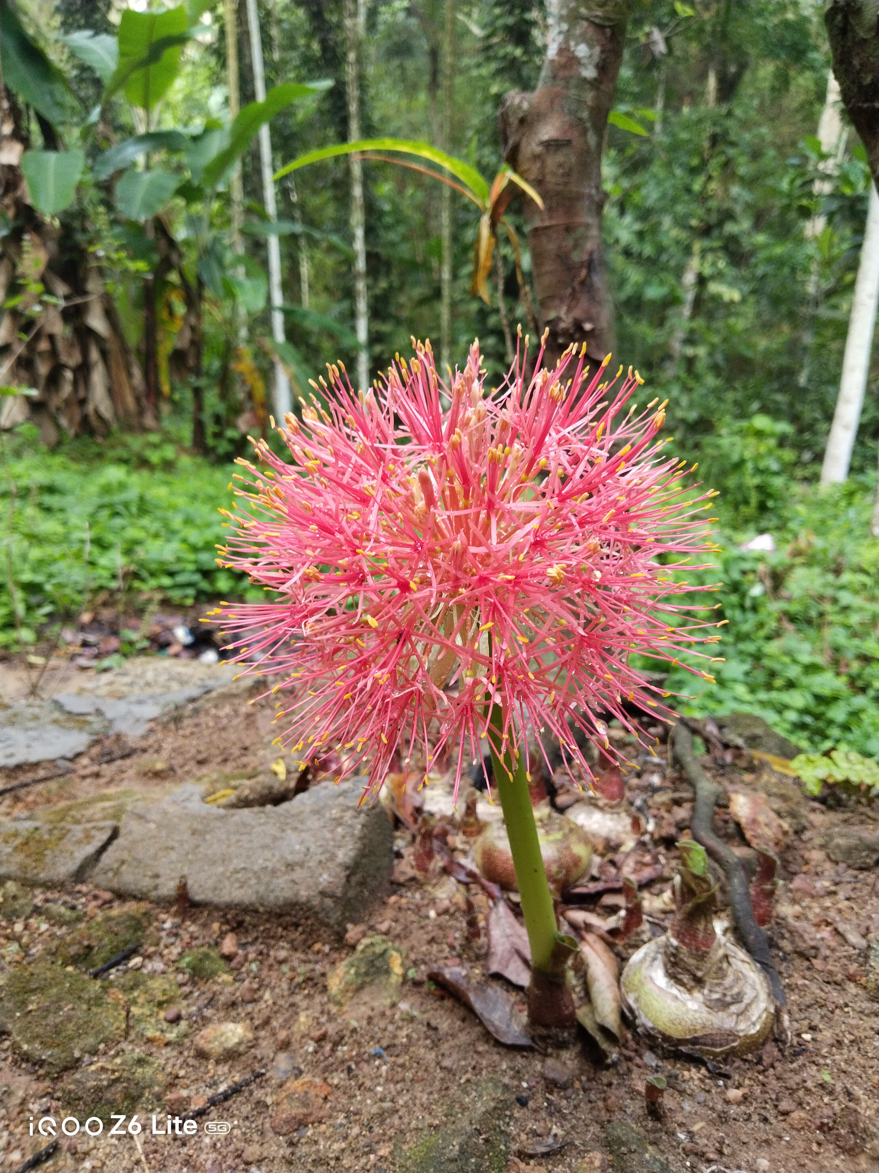 Blood Lilly Flower