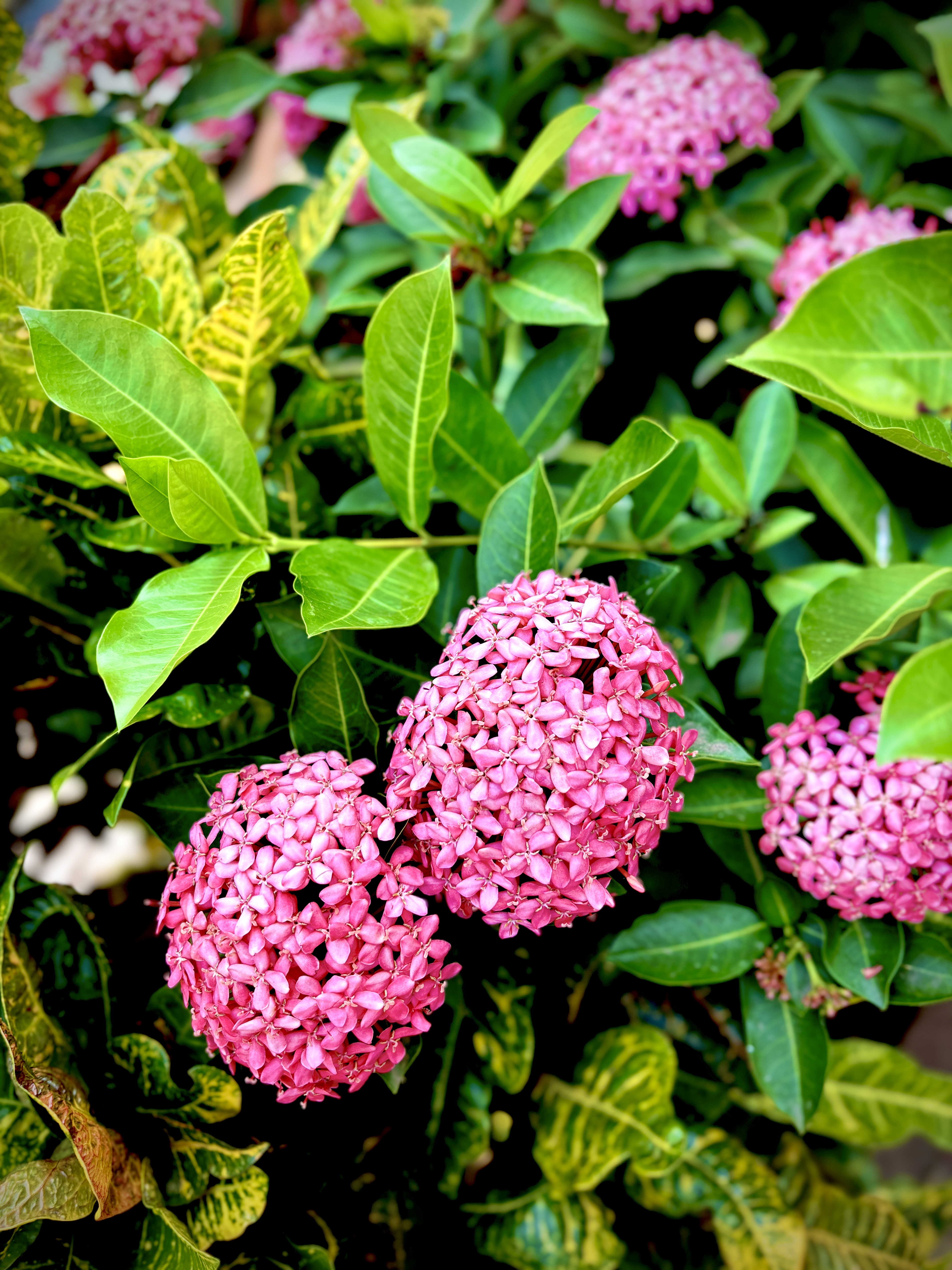 Chetti Flower Beauty of flowers 🌺