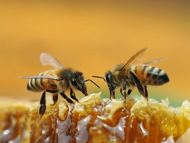 The Magic of Bees: Nature's Tiny Wonders