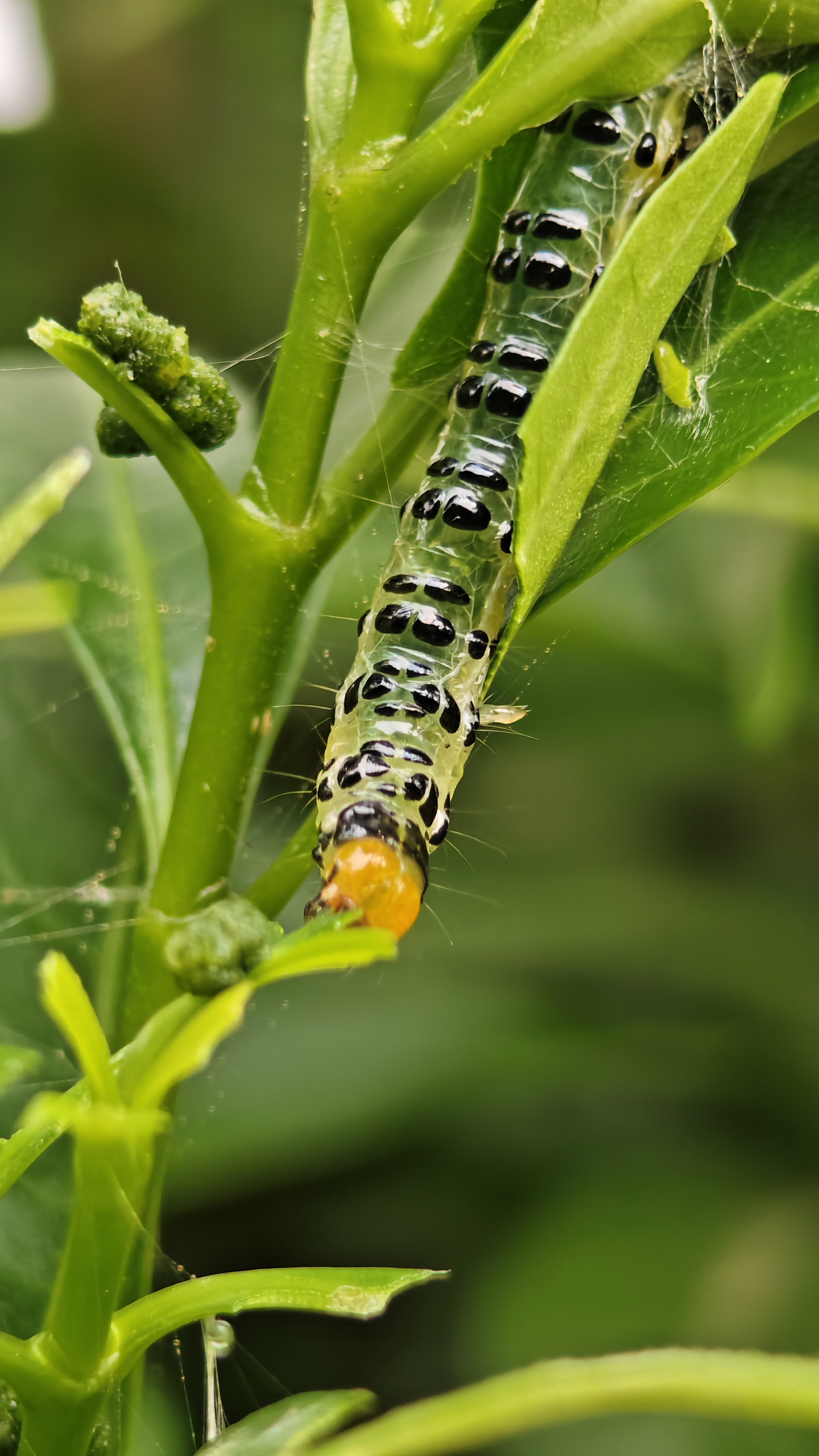 Qojar Insect Macro magic #ShotOnIQOO 12