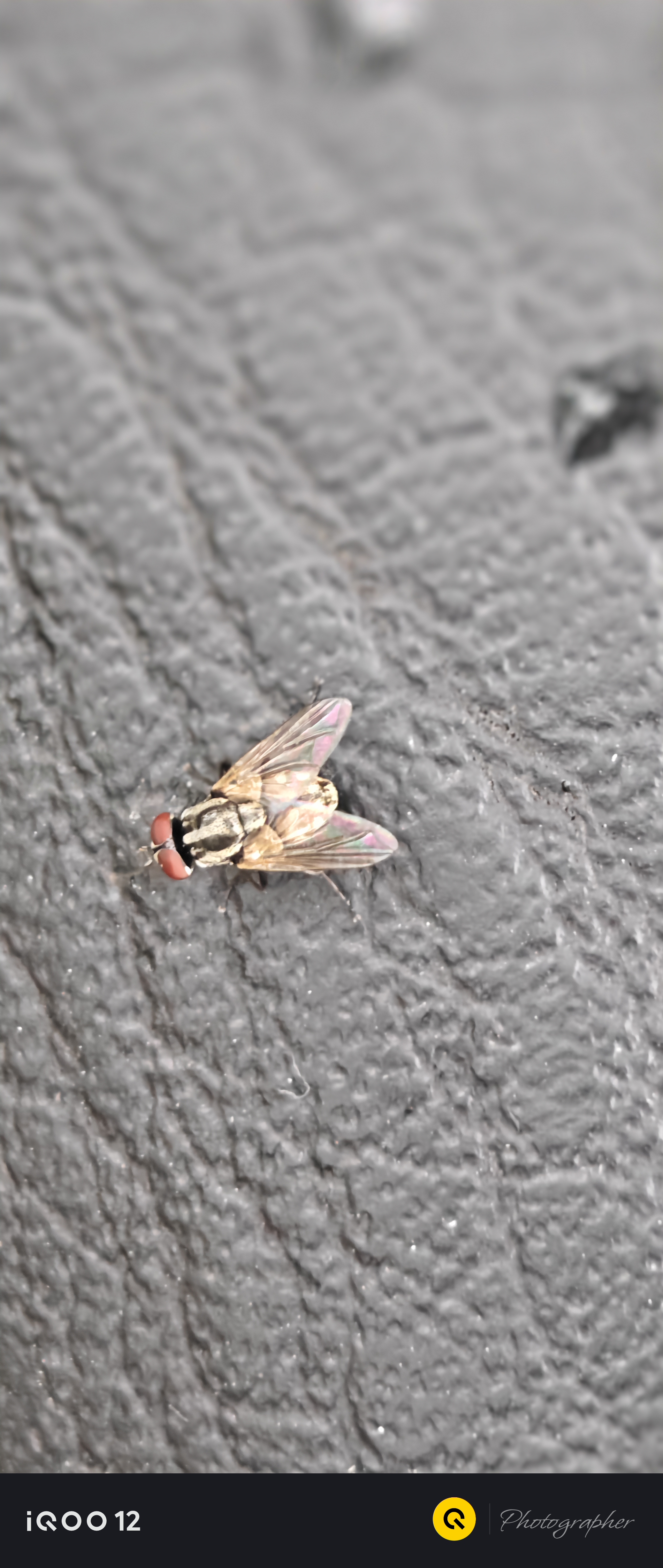Worry Fly Fly world