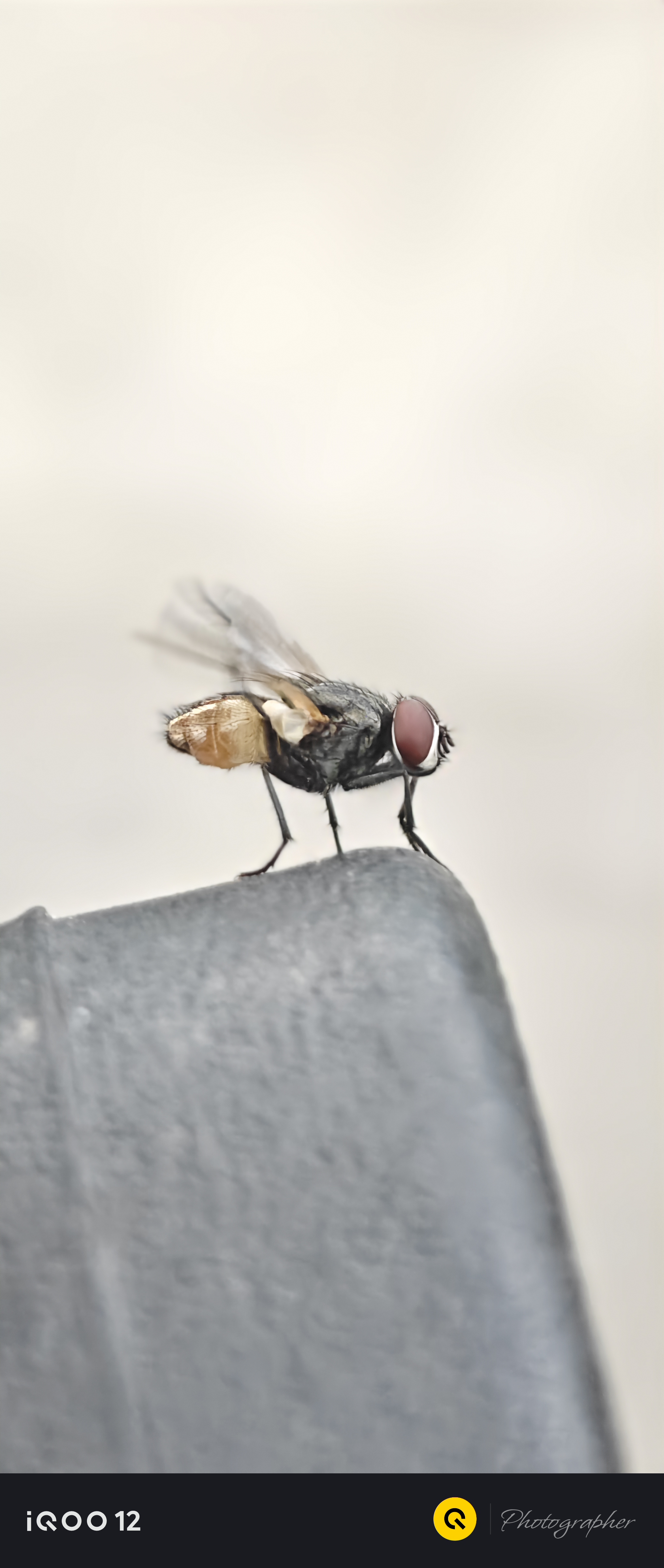 Worry Fly Fly world