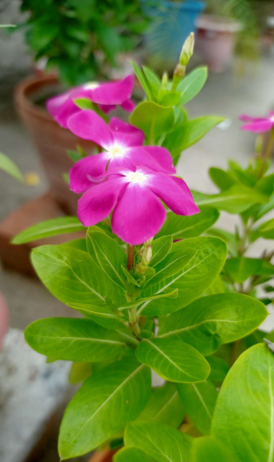 Flora 🌸