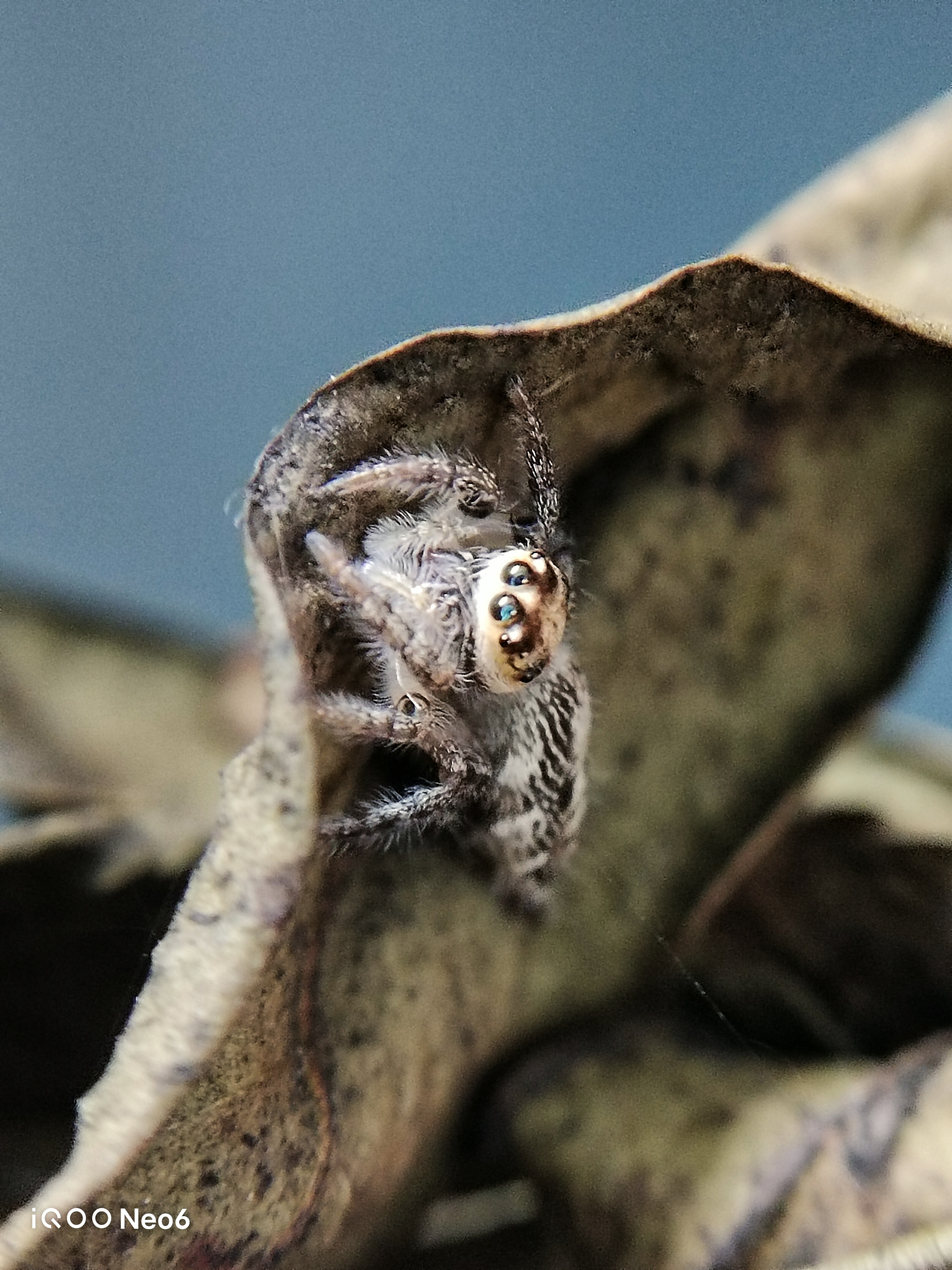 Jumping Spiders: A Close-Up Encounter with Nature's Tiny Acrobats ...