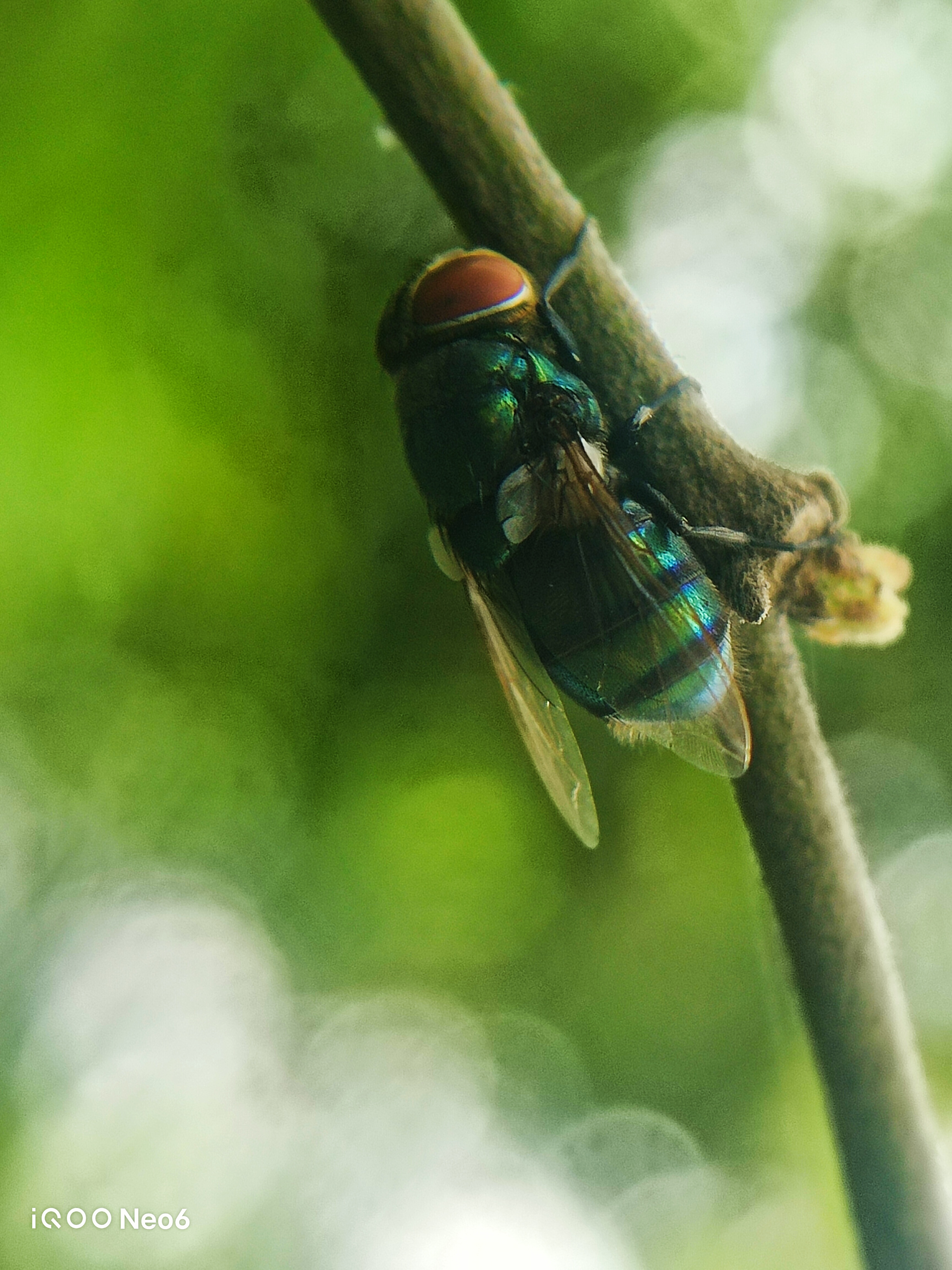 The Hidden World of a Fly: Macro Photography Unveiled | ShotOniQOO