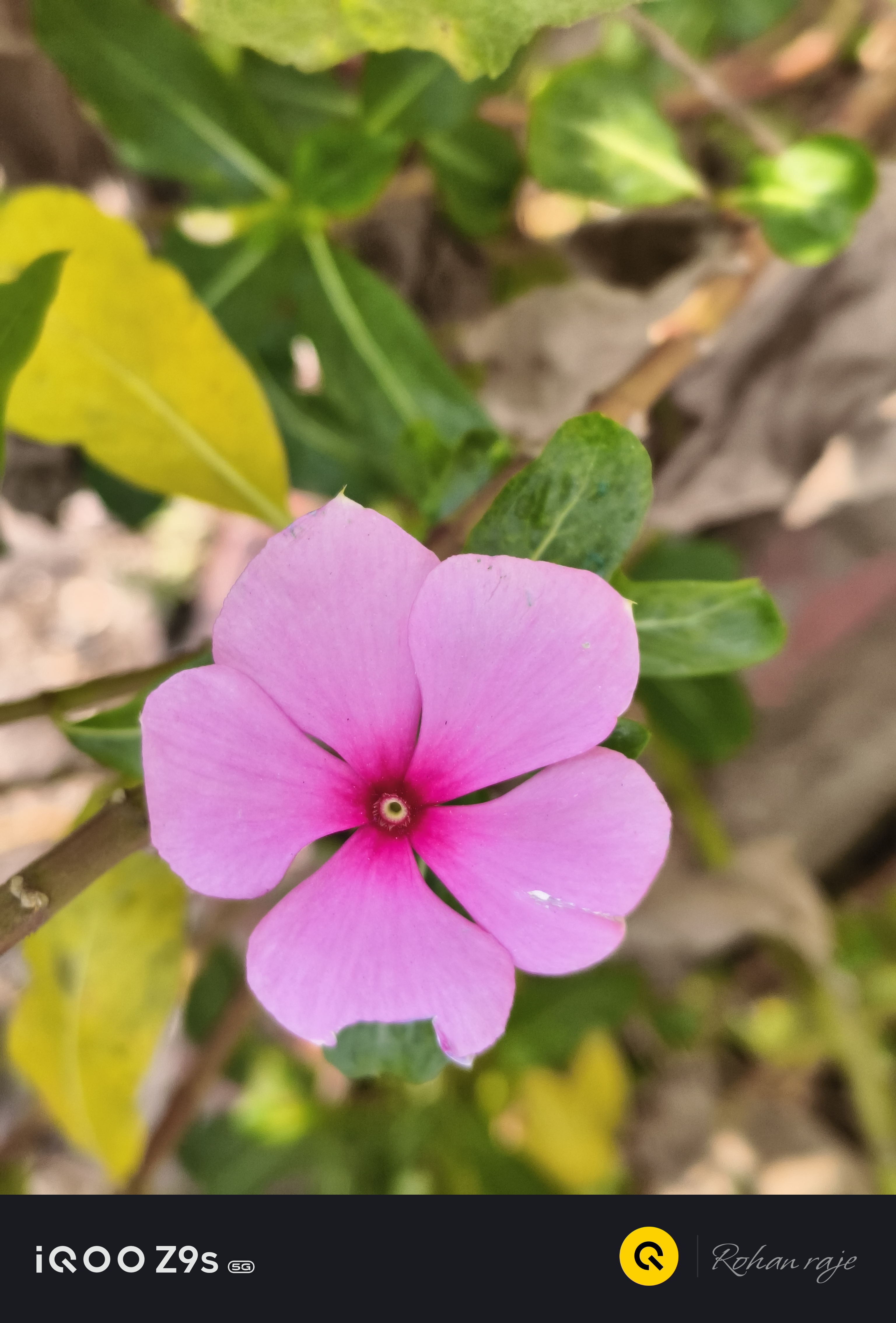 Blooming with grace, a gentle reminder of nature's artistry. 🌸
