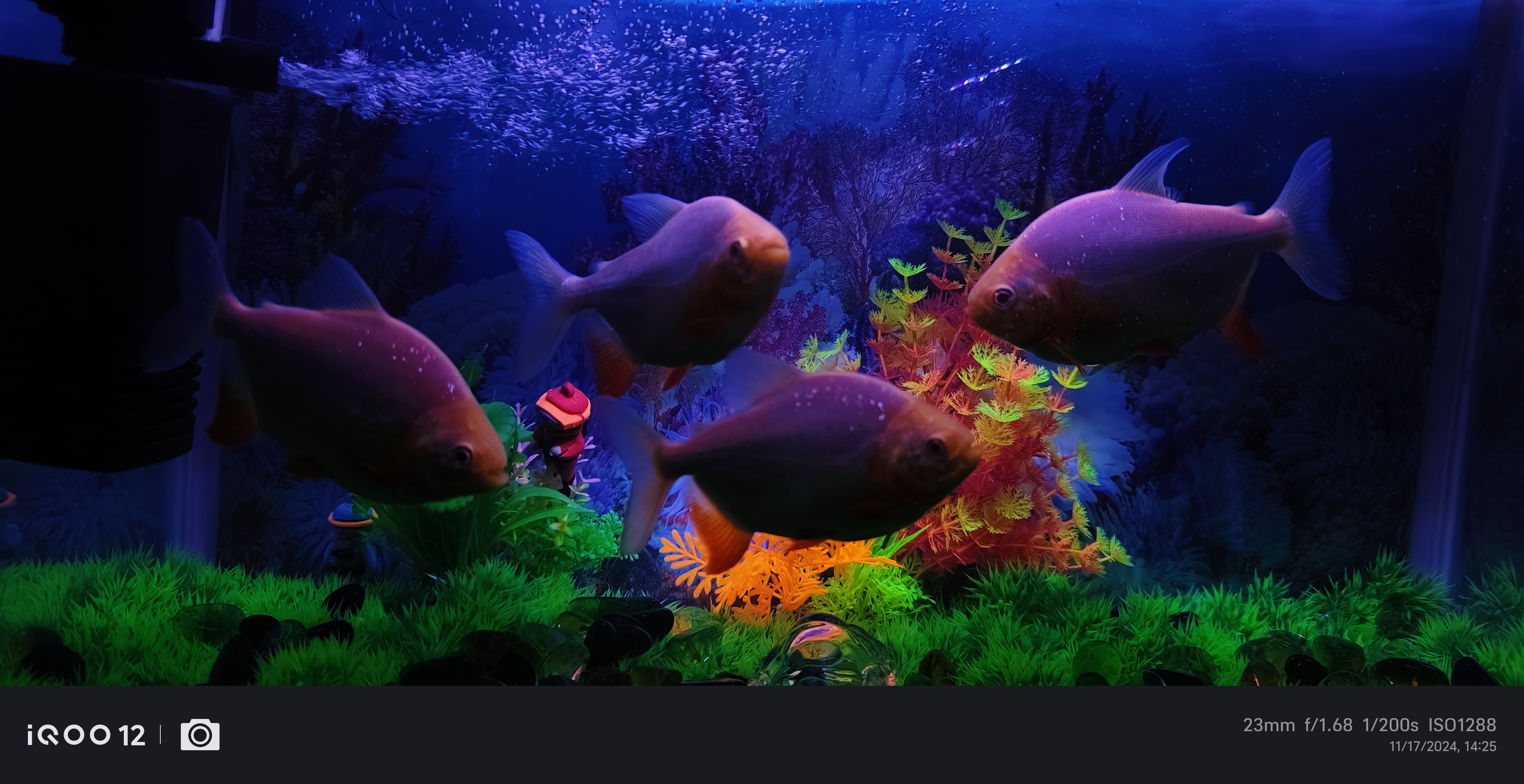 Fish fishy