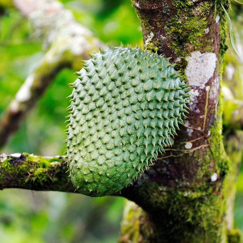 TYPES OF CUSTARD APPLE 🌿🍈🌿🍈🌿