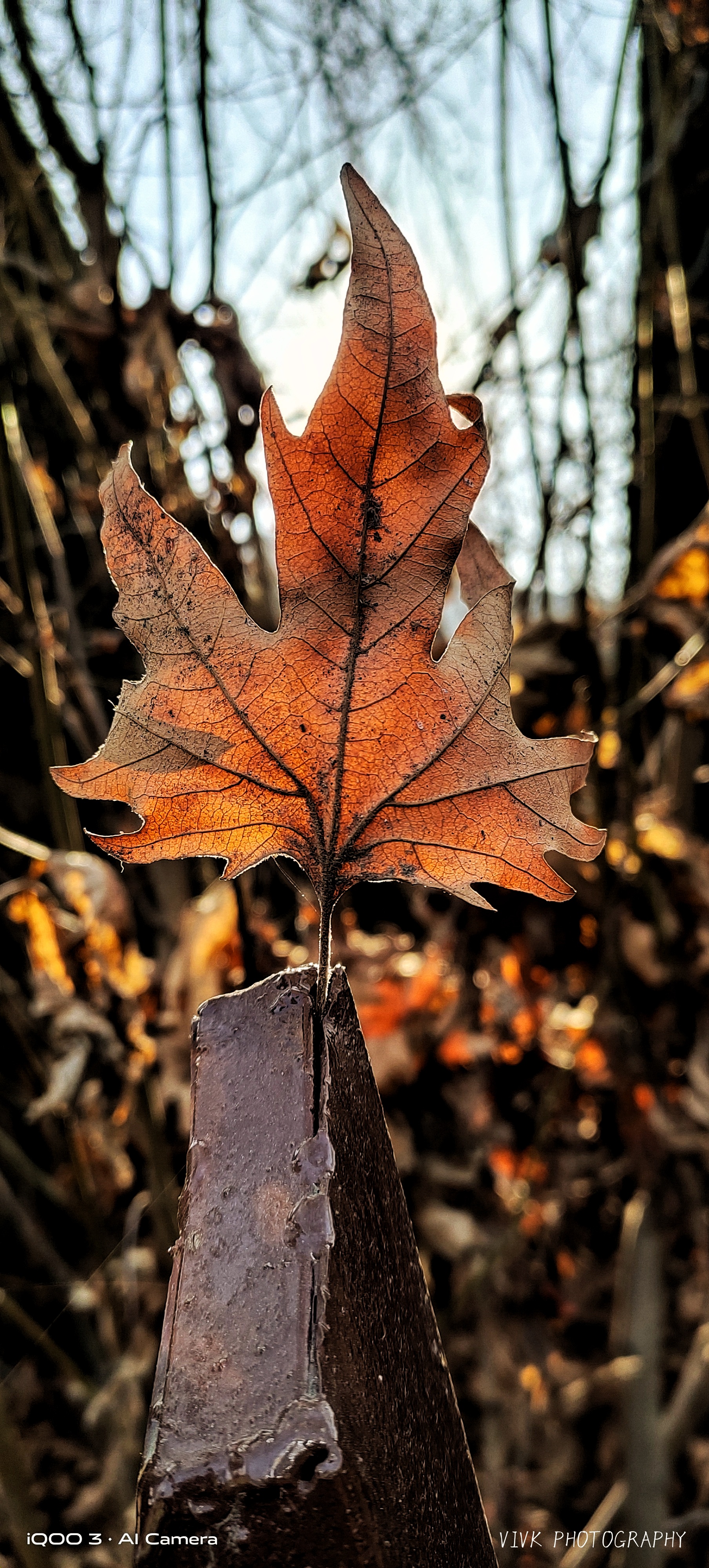 Autumn Leaf ππ