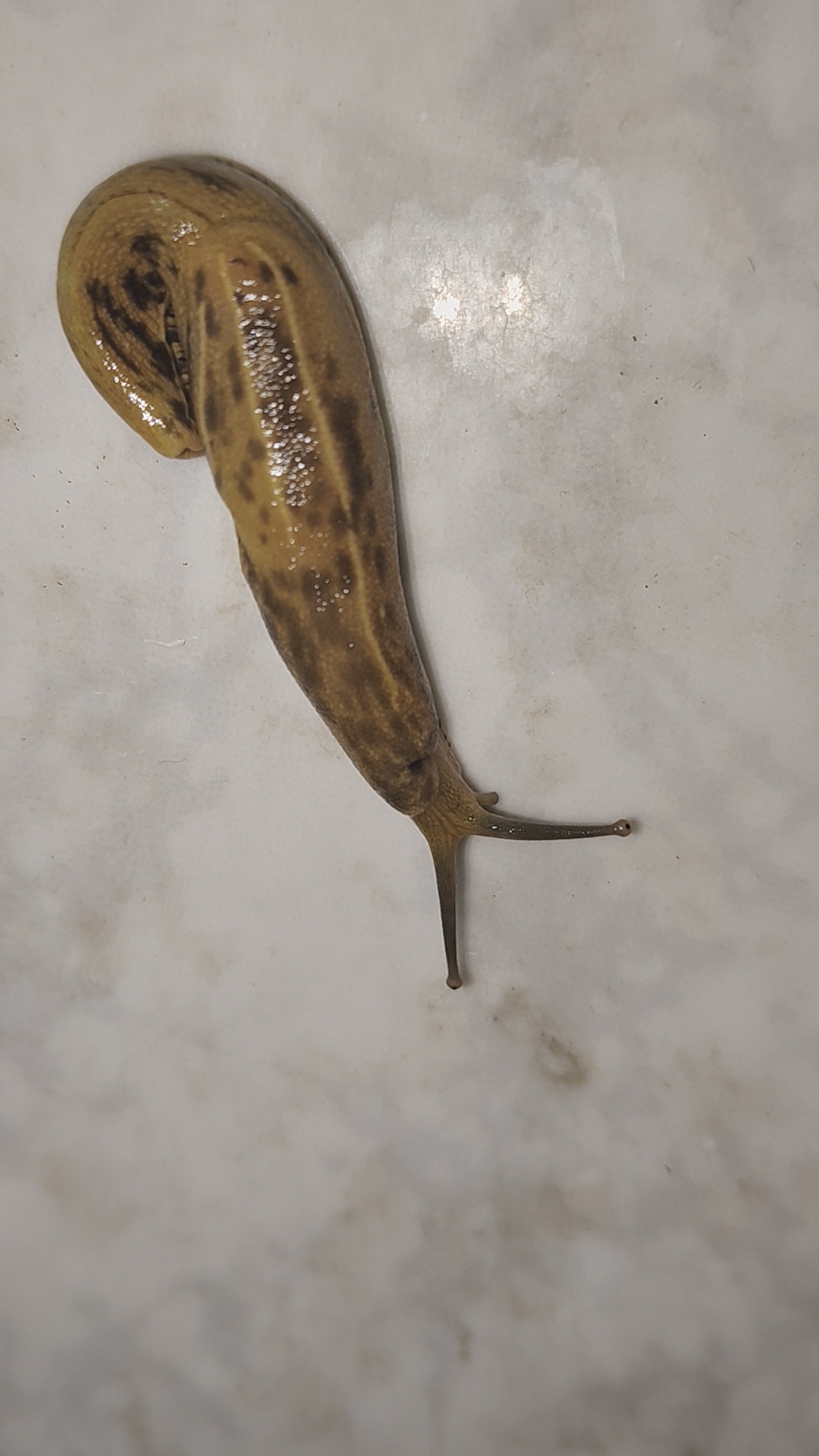 ShotOniQOO Macro - 𝗦𝗹𝘂𝗴🤢🐌