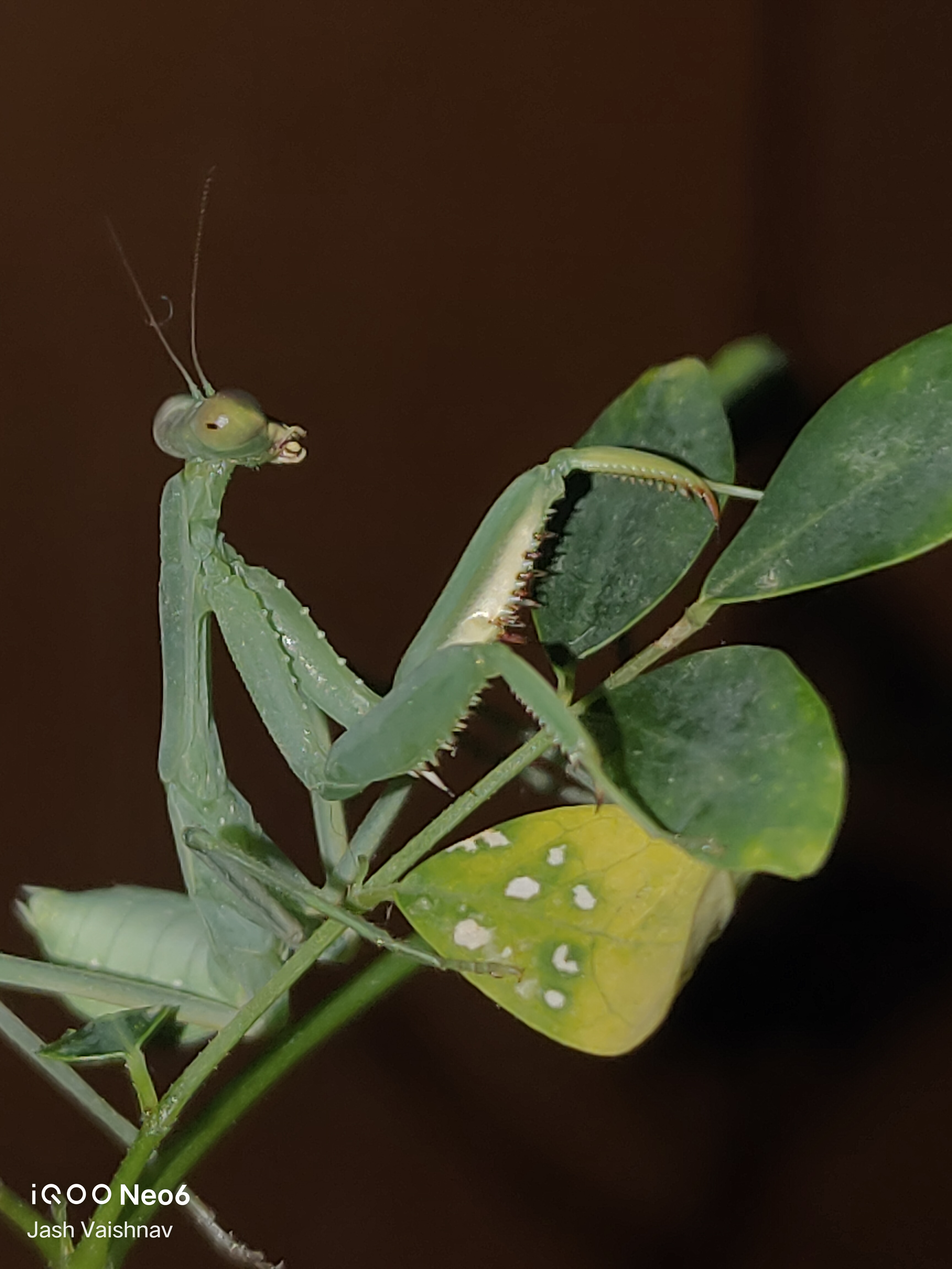 #ShotOniQOO Neo 6 | Baby mantis from different angles 🦗