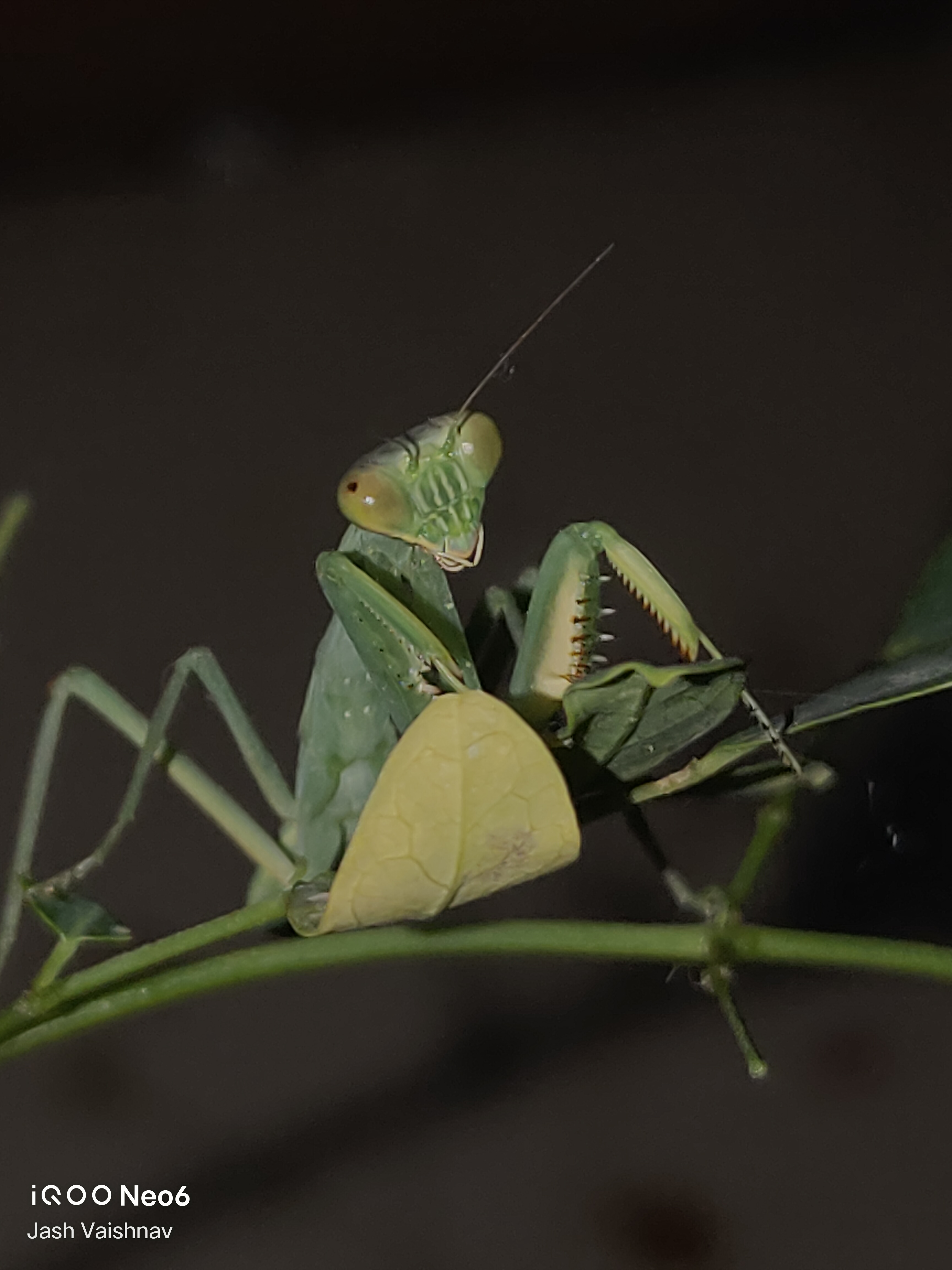 #ShotOniQOO Neo 6 | Baby mantis from different angles 🦗