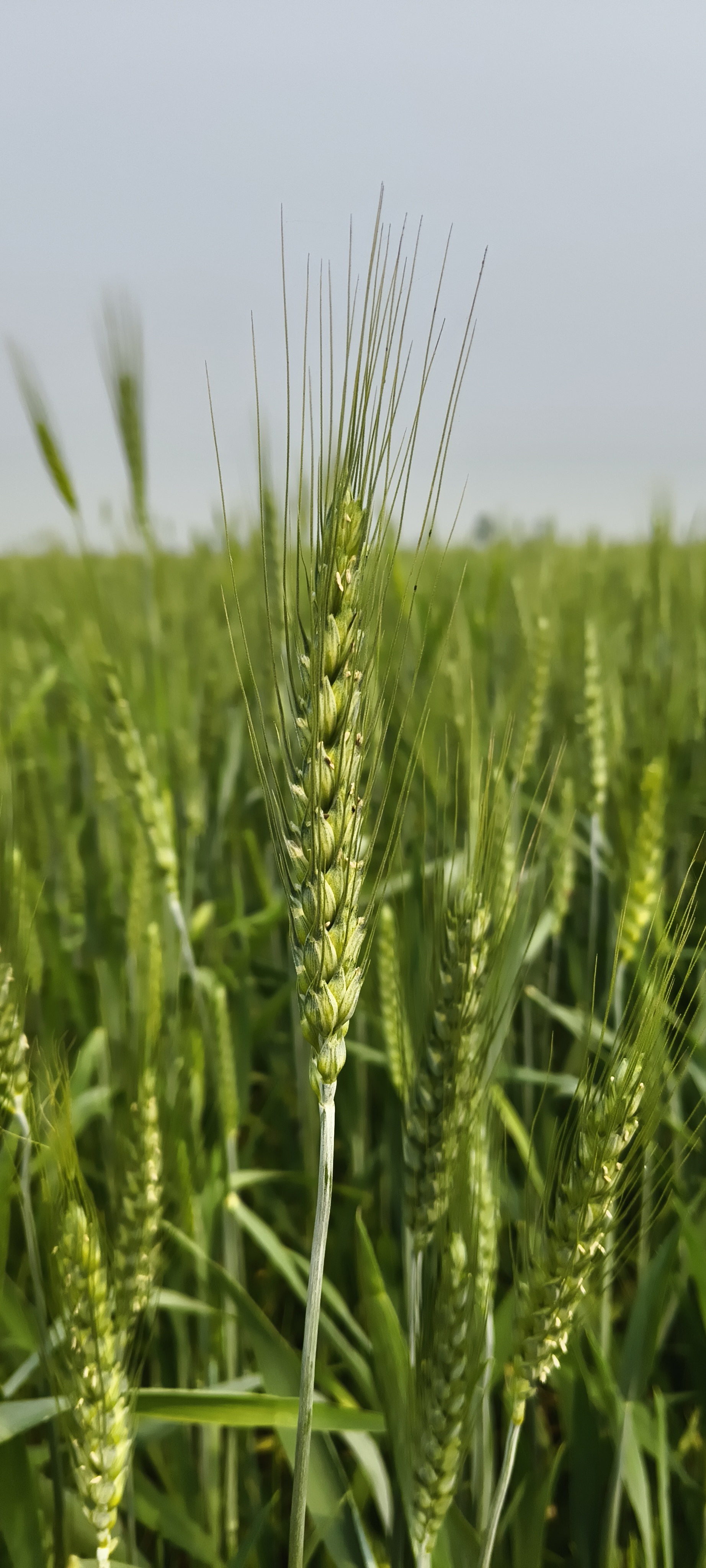 Wheat field