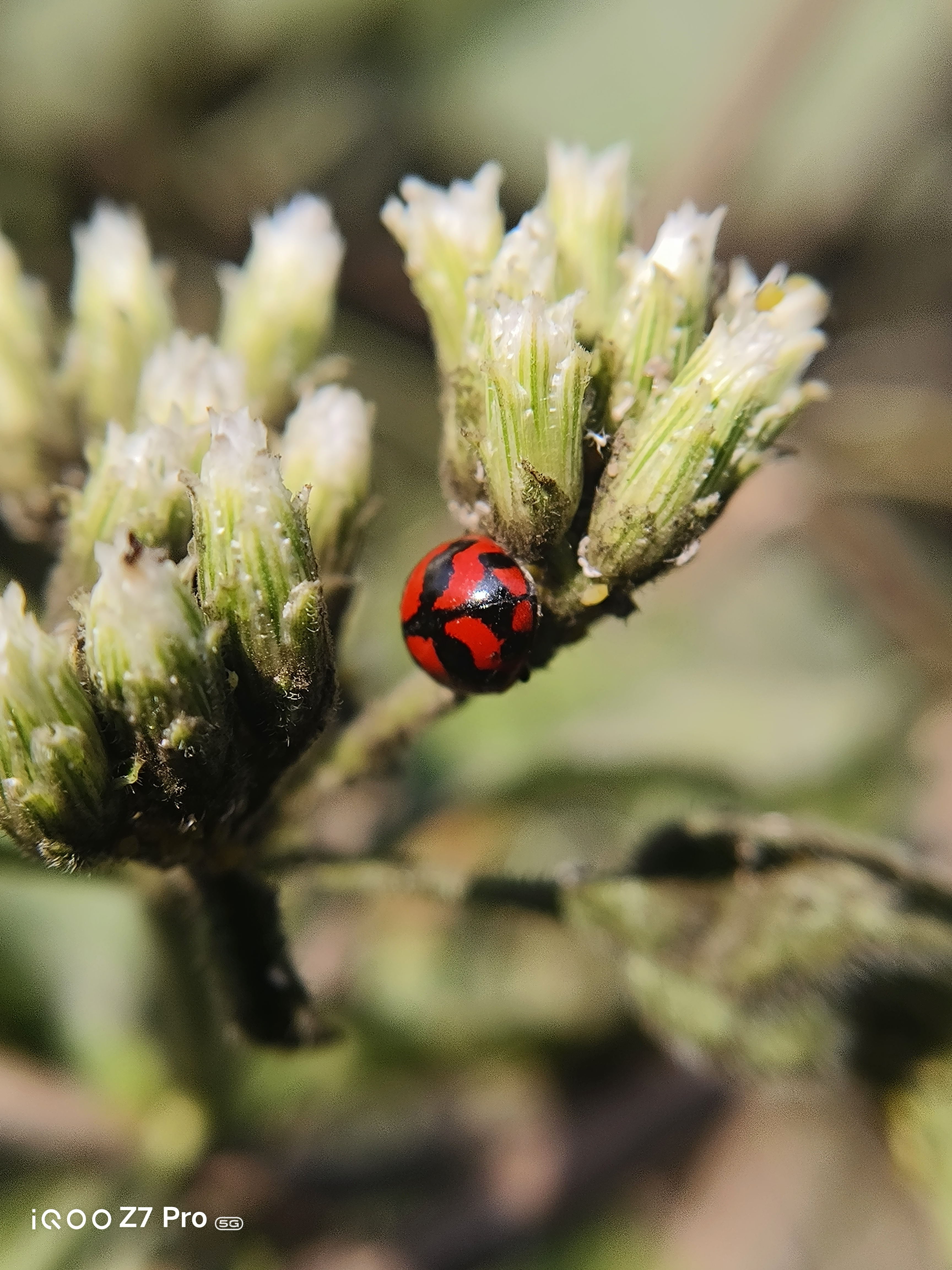 Ladybug Insect Small Tiny Creatures Through My Lens: A Macro Perspective | ShootOniQOO