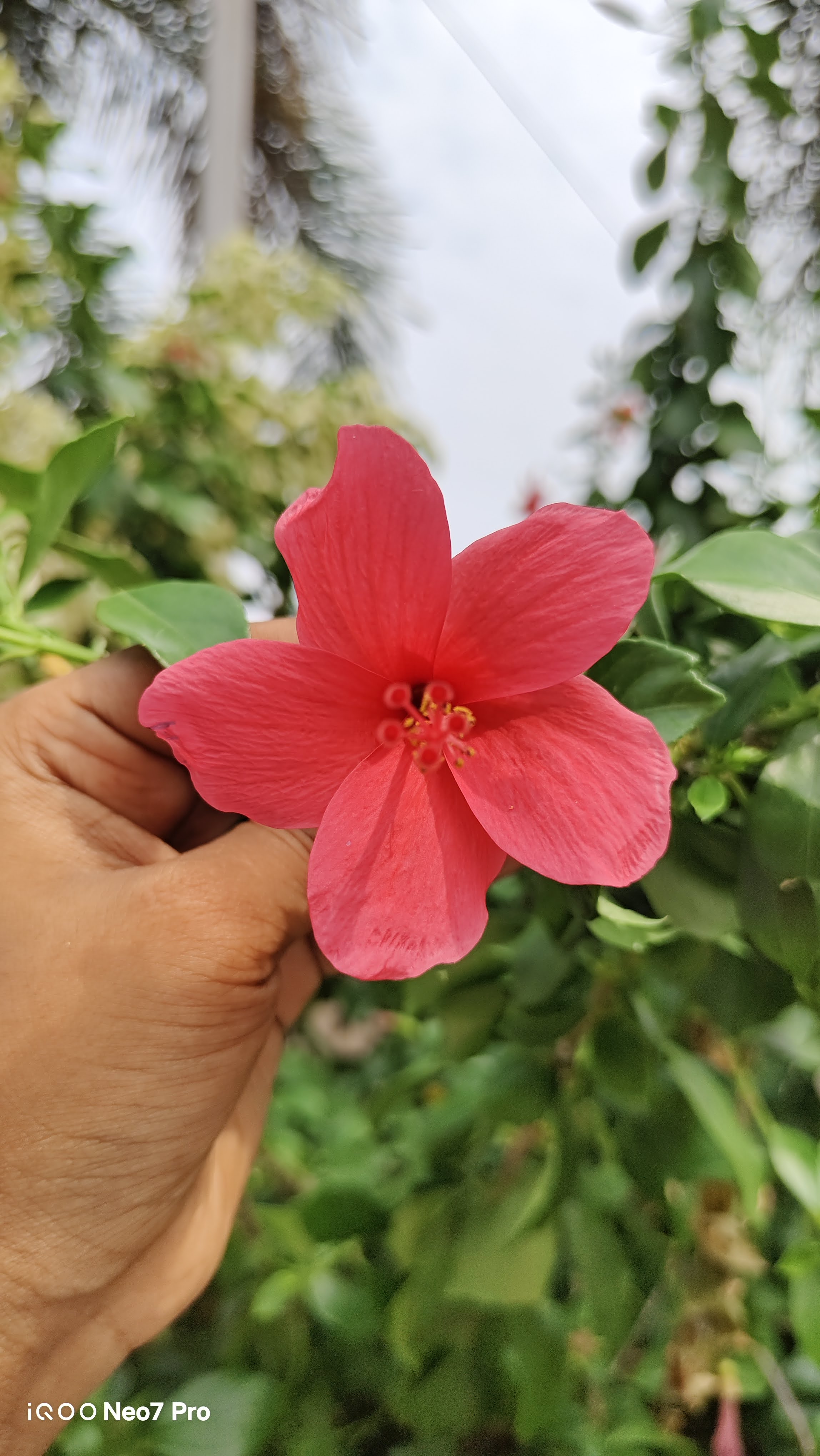 Hibiscus 🌺🌺
