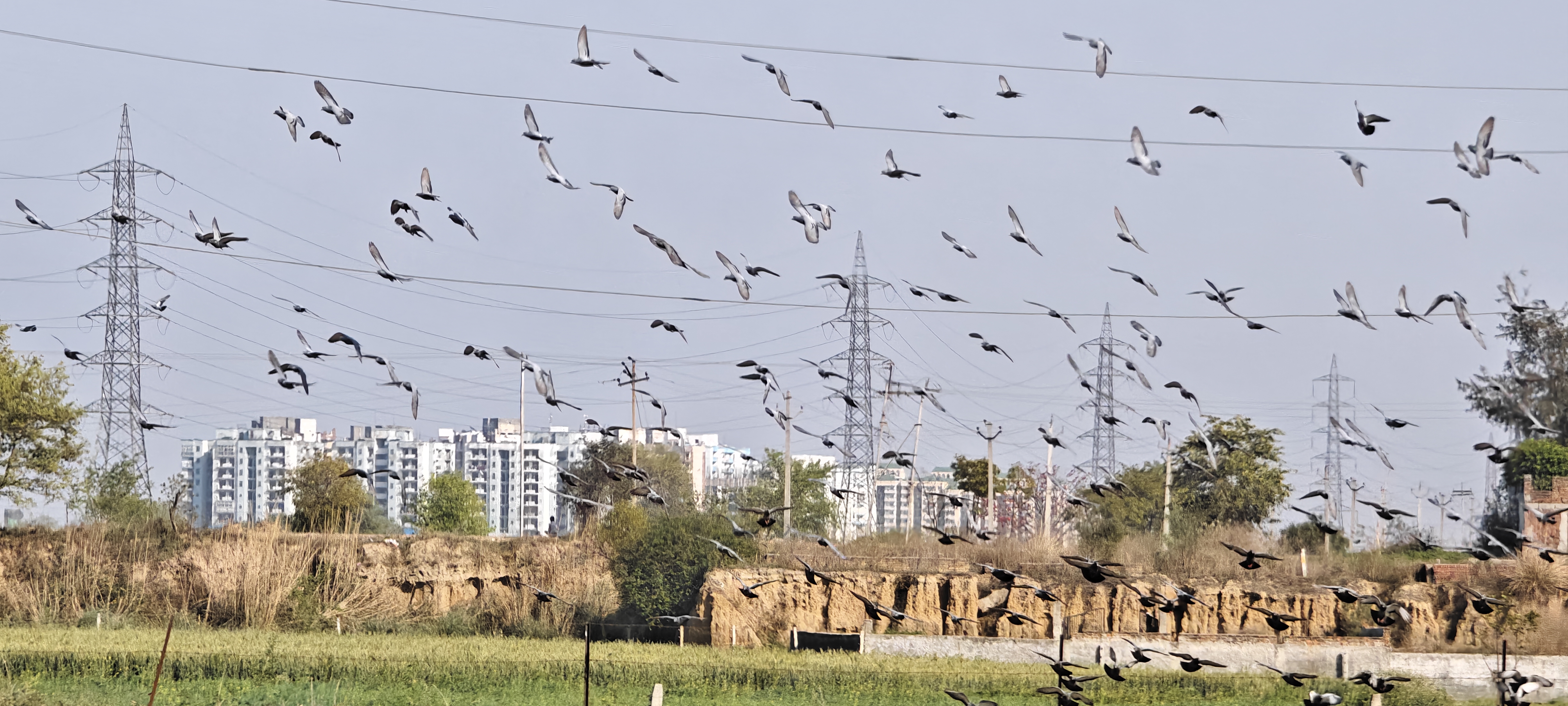 Birds all way