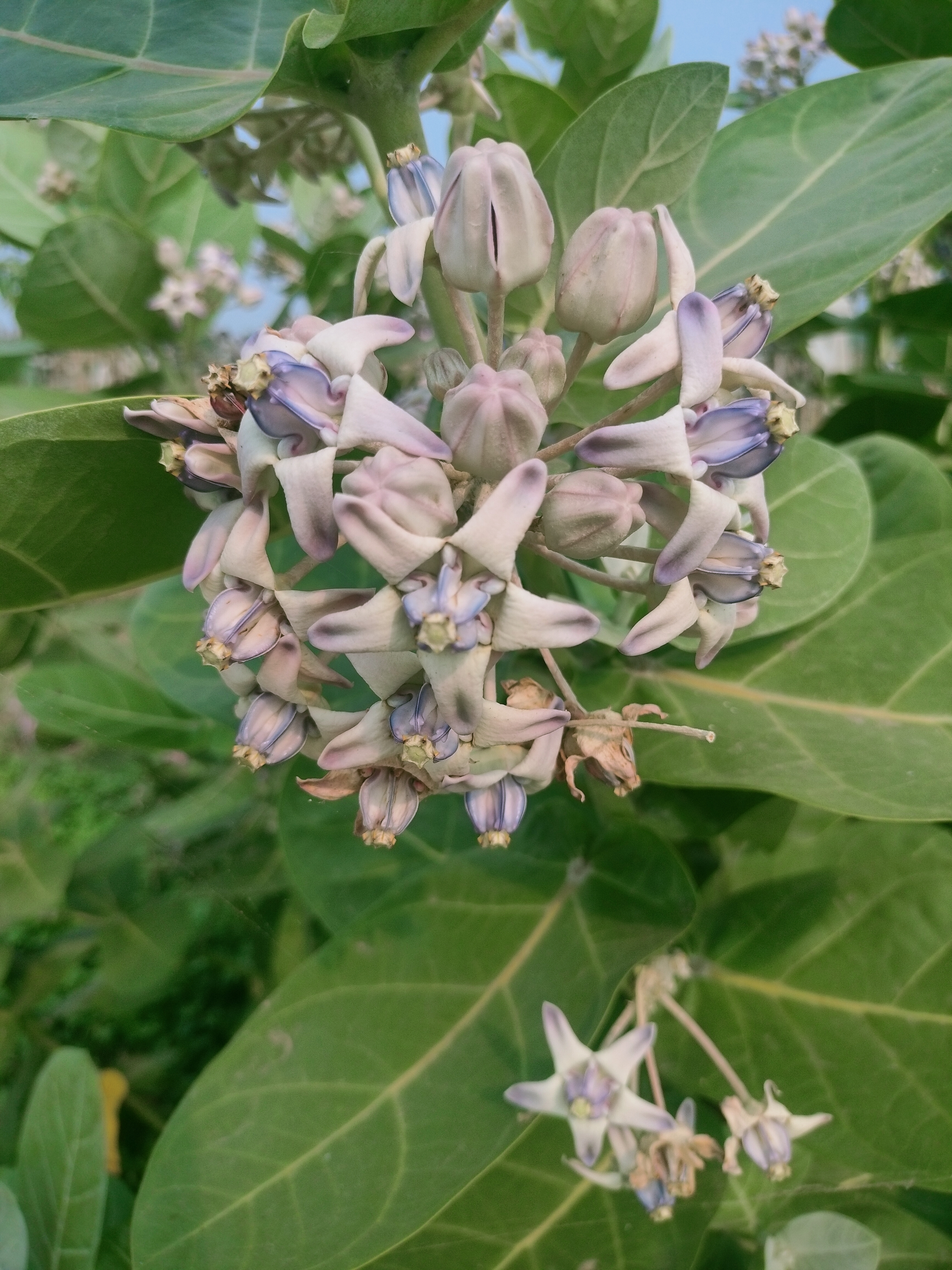 The Majestic Calotropis gigantea - A Closer Look
