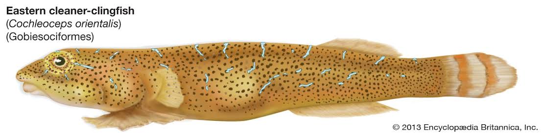 Ocean Series #34 – 🐟 The Clingfish: The Ocean’s Super-Resilient ...