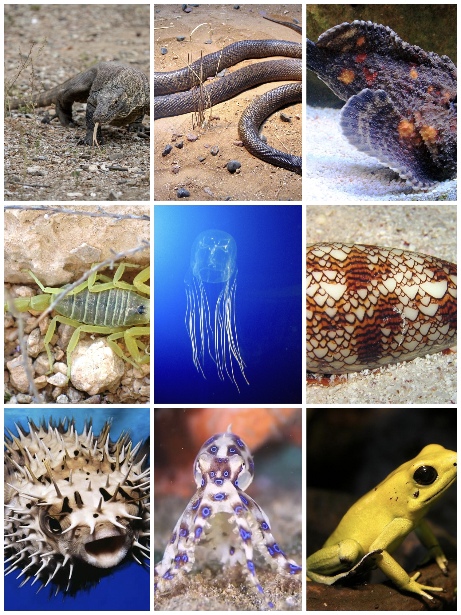Small Poison The poison of this animal is 1,200 times stronger than cyanide