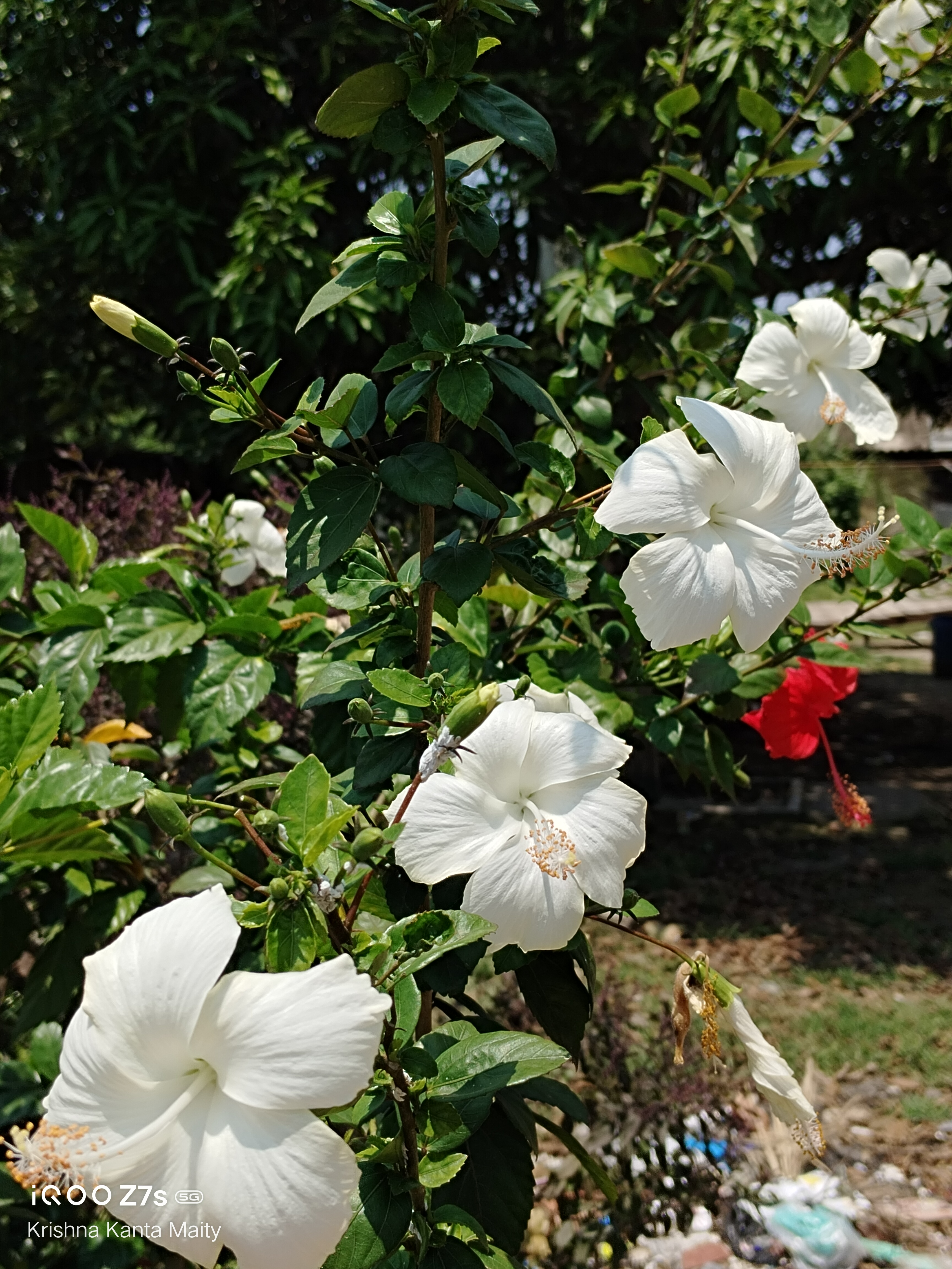 #ShotOniQOO | China rose