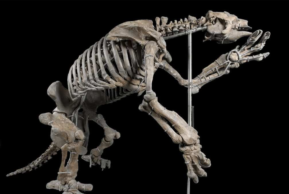 Sloth Extinction The Incredible Story of the 20-Foot Sloths and What Caused Their Extinction