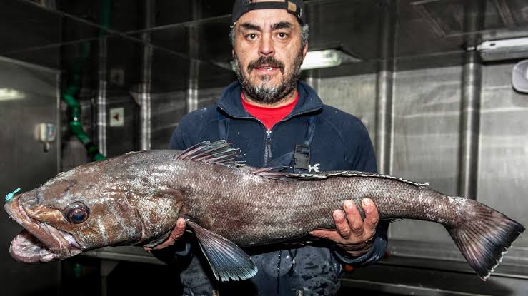 Ocean Series #117 – 🐟 ️ Antarctic Cod: The Ice Warrior of the Deep! 🌊🧊
