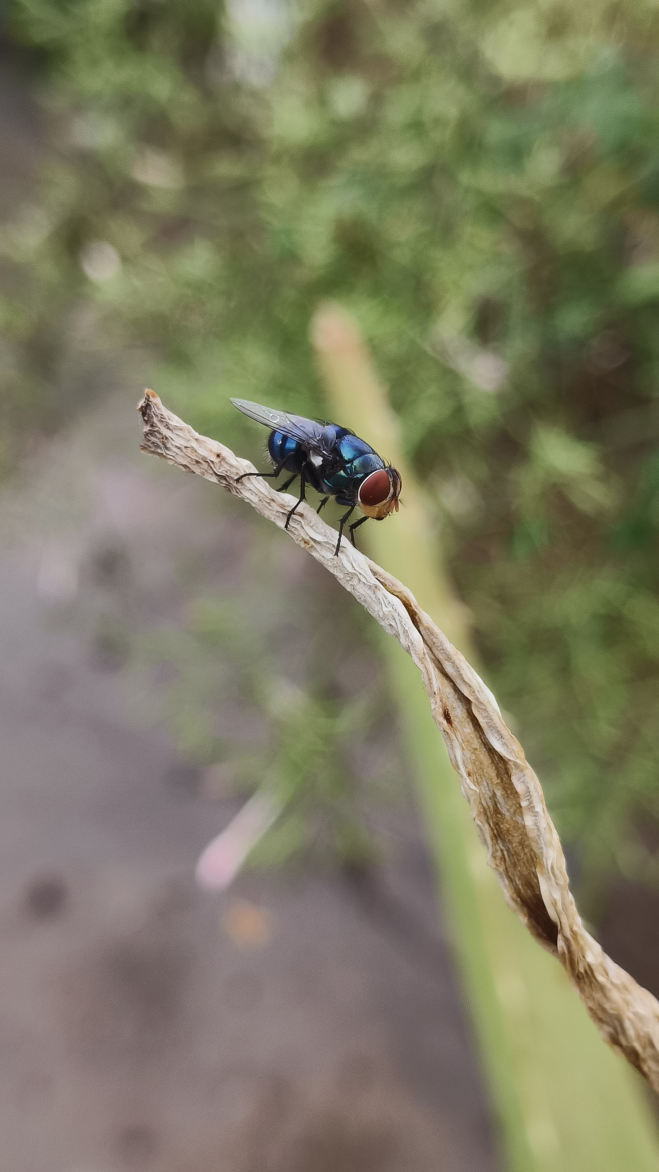Polar Fly