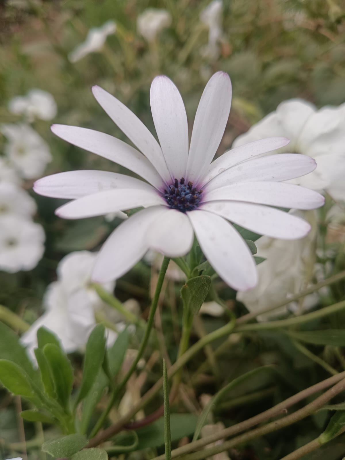 White flowers pictures