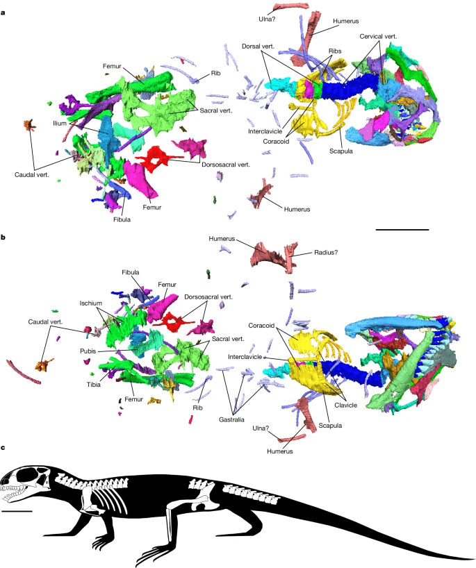 Discovery of World’s Oldest Lepidosaur Fossil in the UK Redefines Evolution