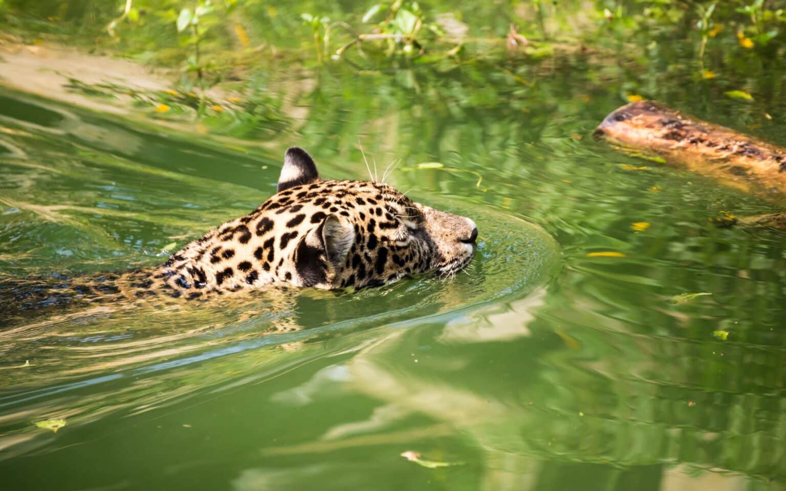 Brazilian Jaguar Makes Unbelievable Swim, Setting New Record!