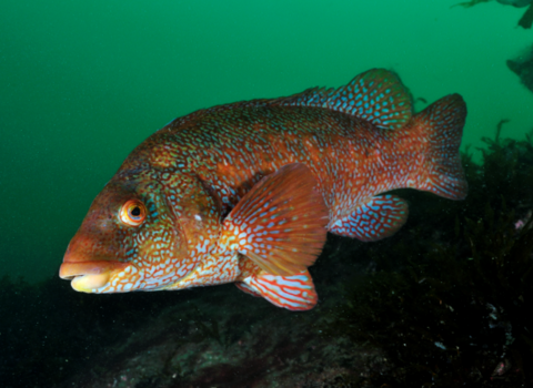 Balen Fish Ocean Series #142 – 🐟 Ballan Wrasse: The Vibrant Reef Gardener! 🌊