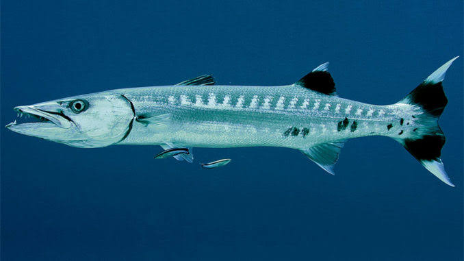 Baruda Fish Ocean Series #154 – 🐉 Barracuda: The Lightning Predator of the Seas ⚡🌊
