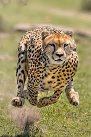 Speed Creatures ⚡ Speed Demons of the Animal Kingdom 🦅🐆🐟
