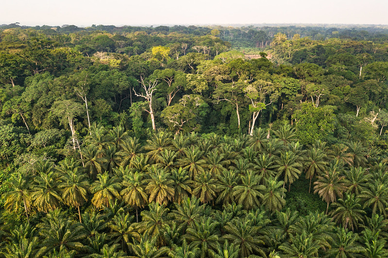 Drc Countryside Congo Rainforest: An Oasis in Central Africa 🌿