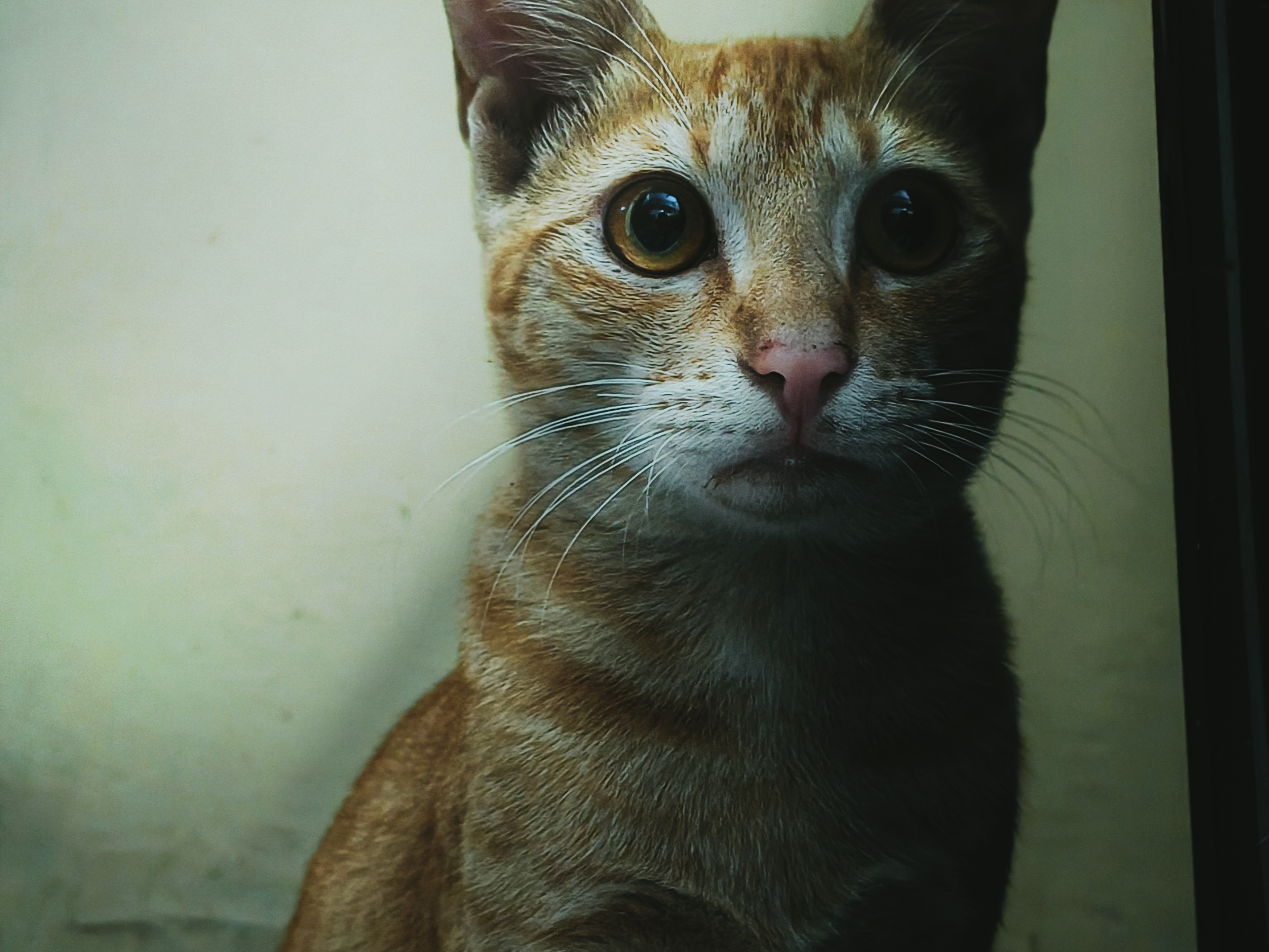 Slika Cat Cat 😺