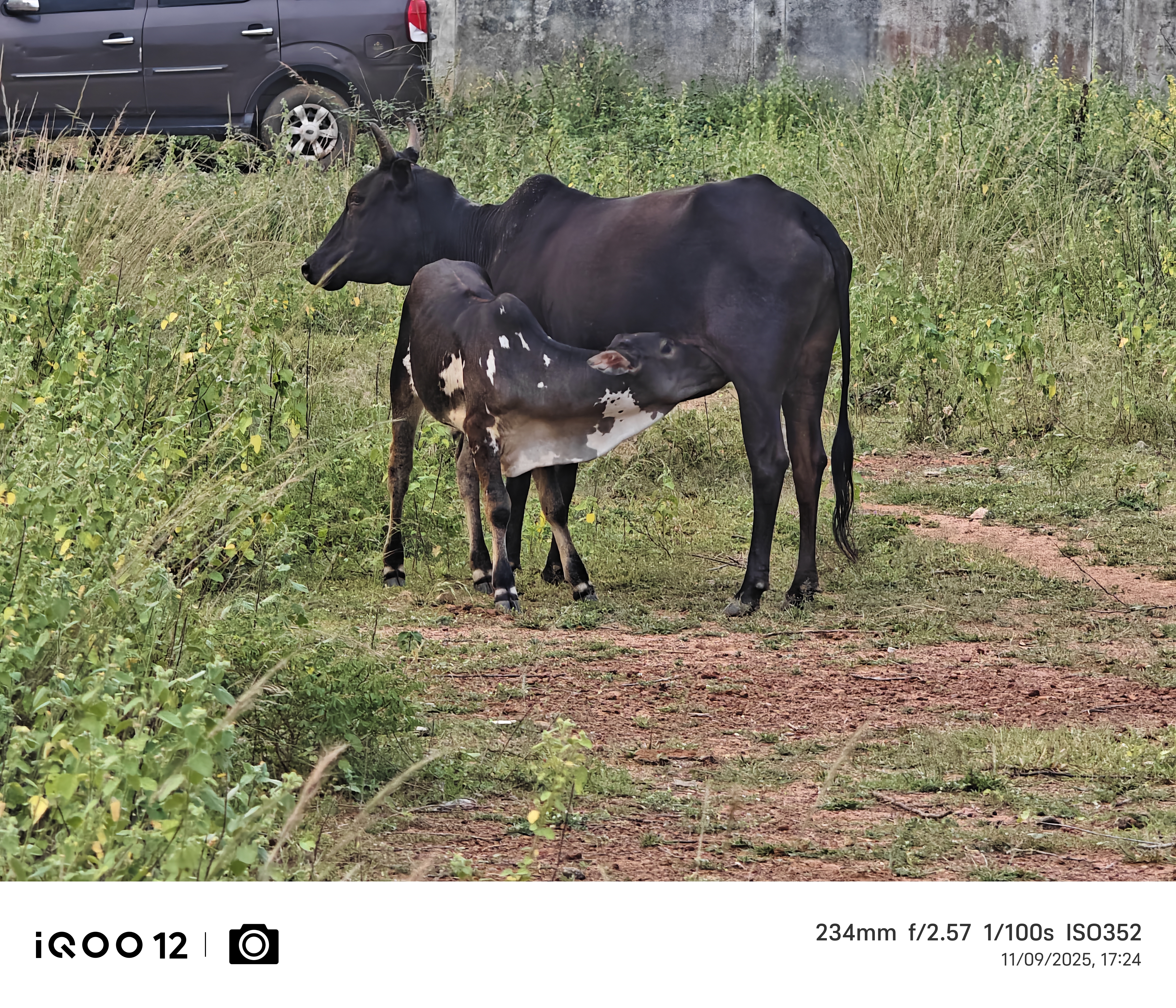 #ShotOniQOO | Animal