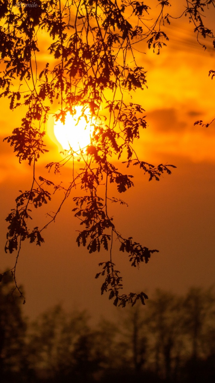 Sunsette Sun Sunset