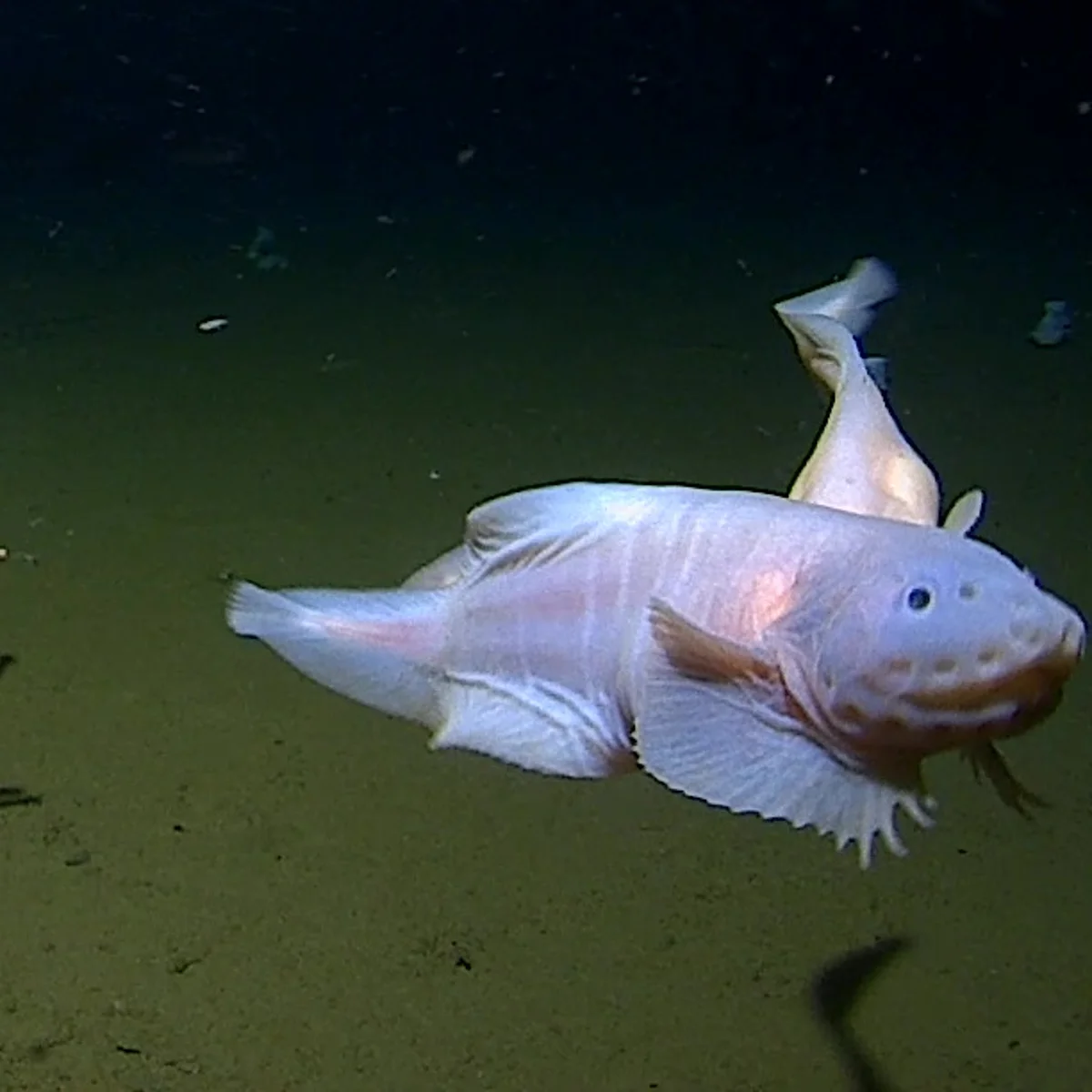 👻🐟 Deepest Ghost Fish Ever Filmed — A Surreal Discovery